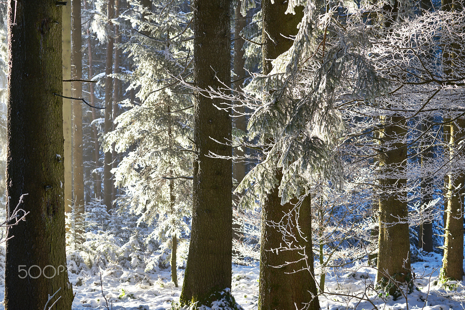 Sony FE 70-200mm F4 G OSS sample photo. Wintertime in mountain forest photography