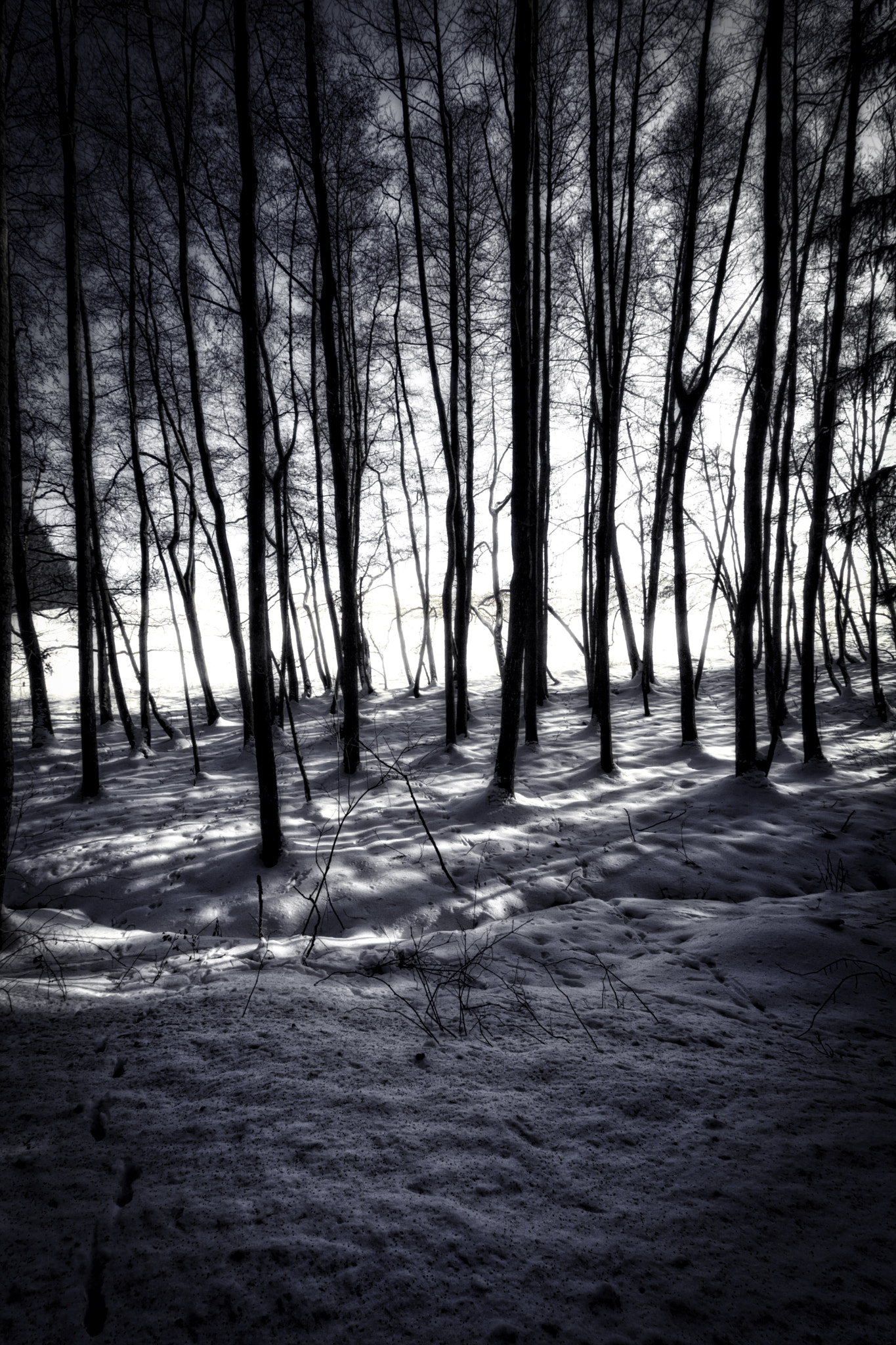 Sigma 10-20mm F3.5 EX DC HSM sample photo. Througthetrees photography