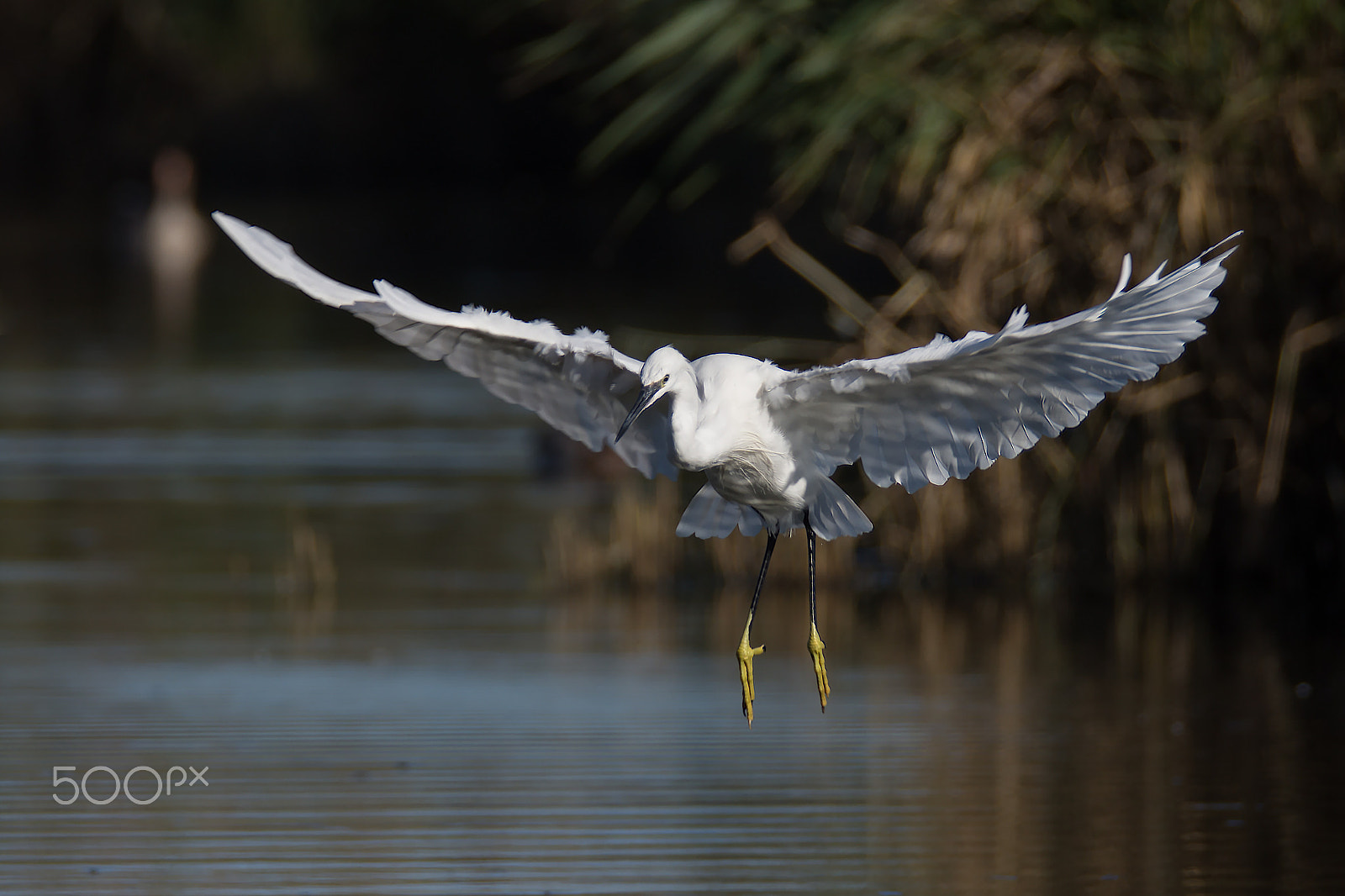 Sigma 150-600mm F5-6.3 DG OS HSM | S sample photo. Garzetta in planaggio photography