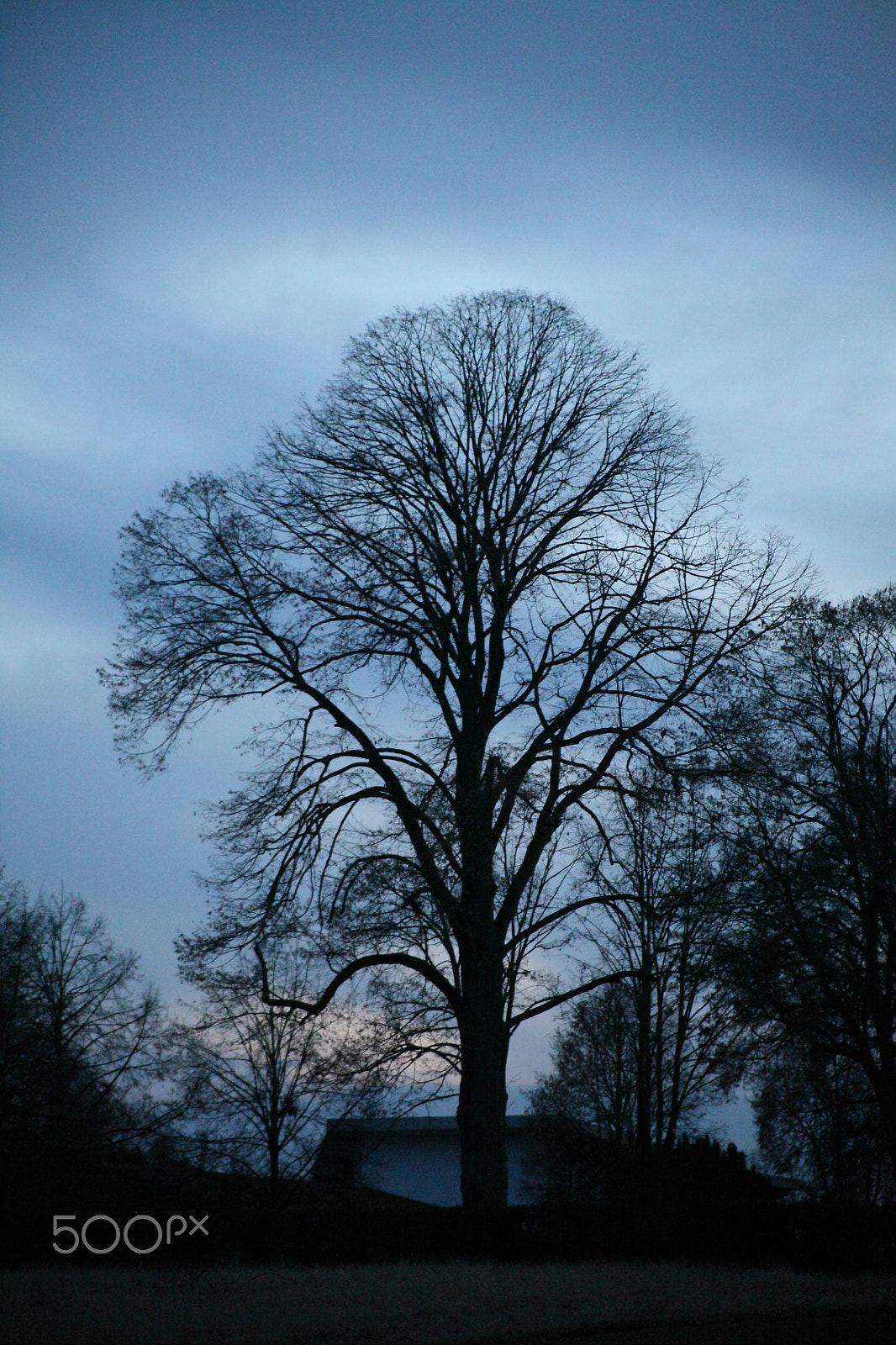 EF75-300mm f/4-5.6 sample photo. Big tree photography