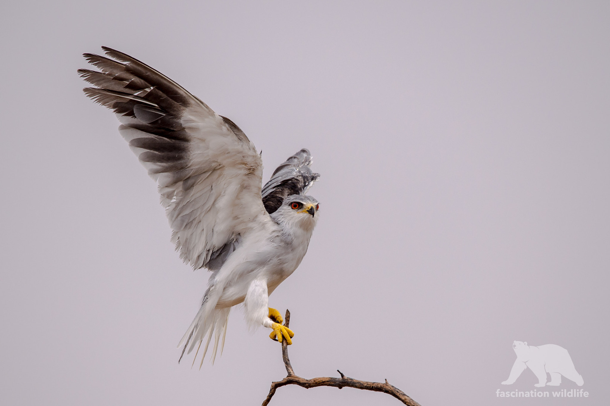 Nikon D4S sample photo. Black- shouldered kite photography