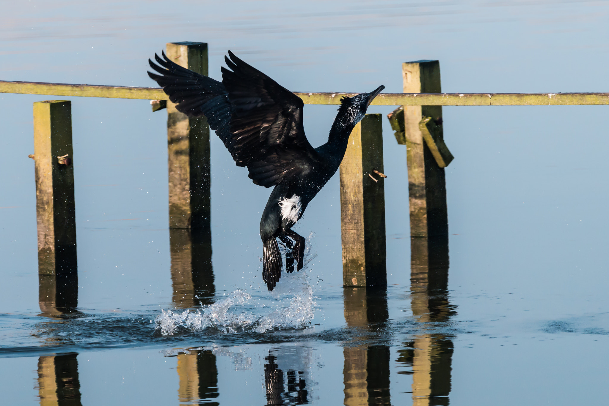 Sigma 150-600mm F5-6.3 DG OS HSM | C sample photo. Cormorant photography