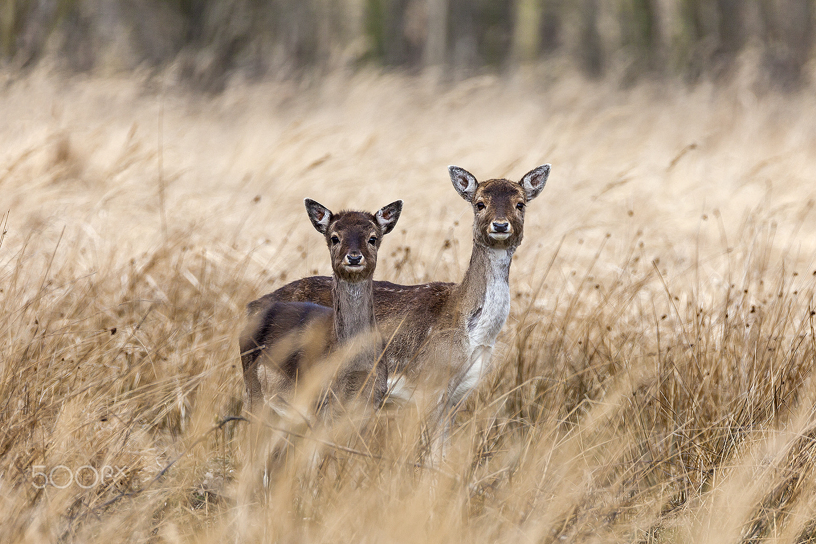 Canon EOS 5D Mark II sample photo. Deers photography