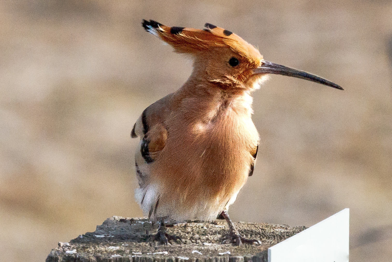 Canon EF 100-400mm F4.5-5.6L IS USM sample photo. Hoopoe photography