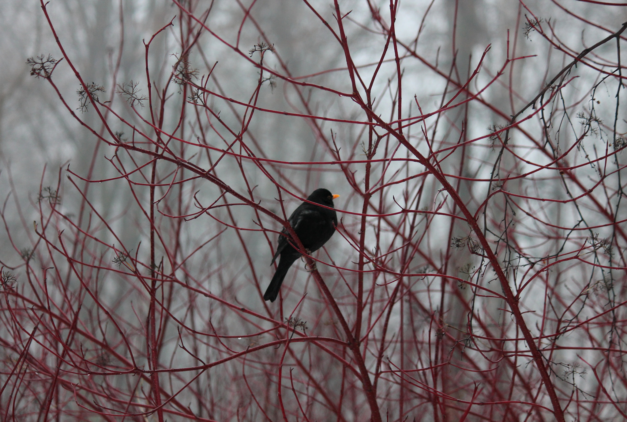 Canon EF-S 55-250mm F4-5.6 IS sample photo. Alone photography
