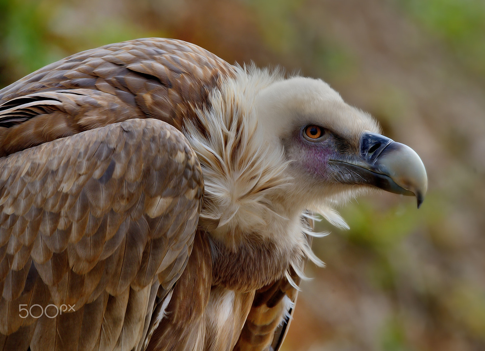 Nikon D800E + Sigma 150-600mm F5-6.3 DG OS HSM | S sample photo. The undertaker photography