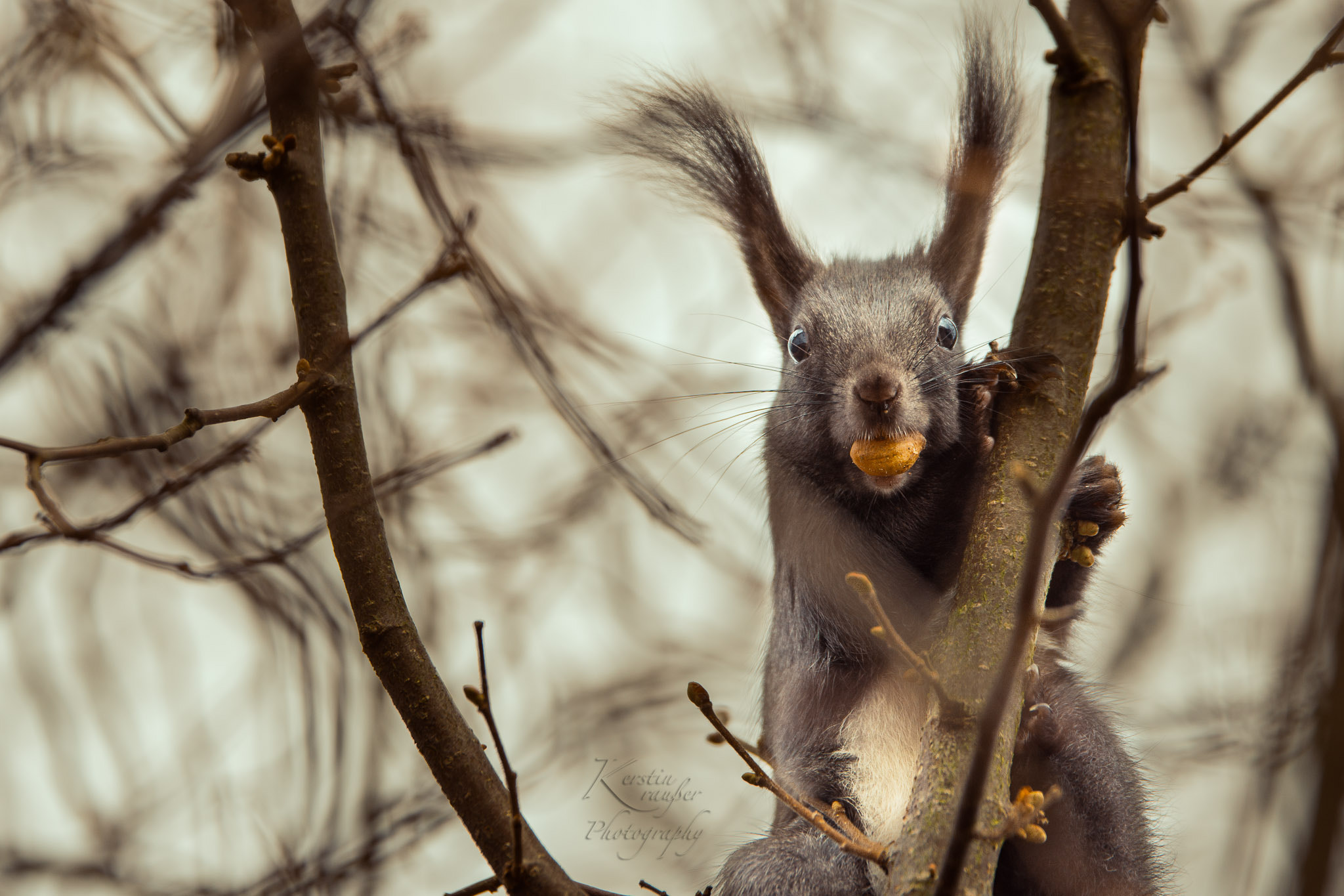 Tamron SP 70-200mm F2.8 Di VC USD sample photo. Squirrel and his nut photography