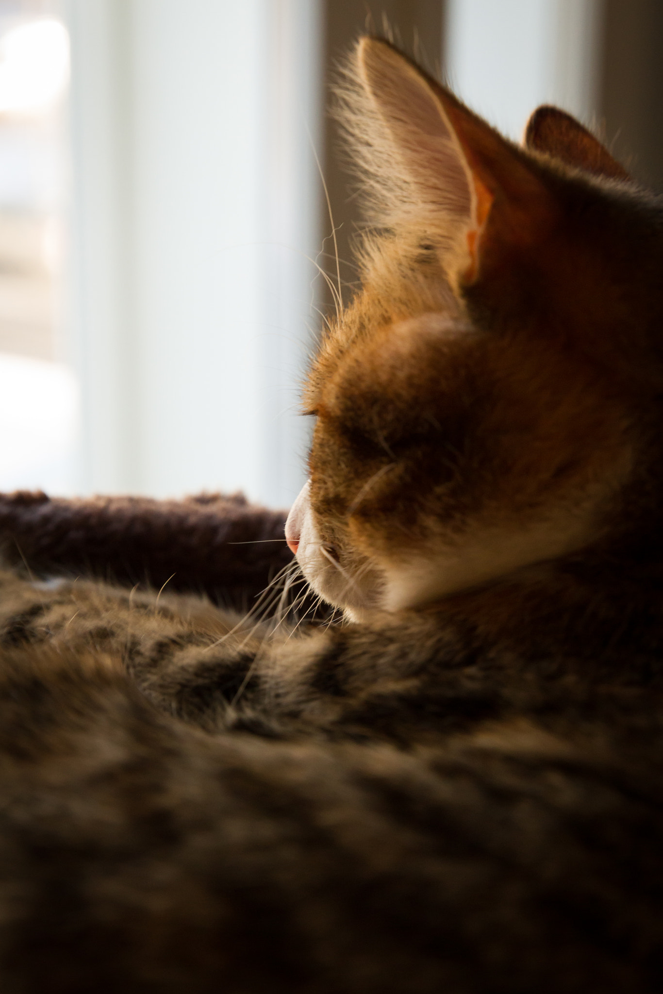 Canon EF 24-70mm F2.8L II USM sample photo. Dreams photography
