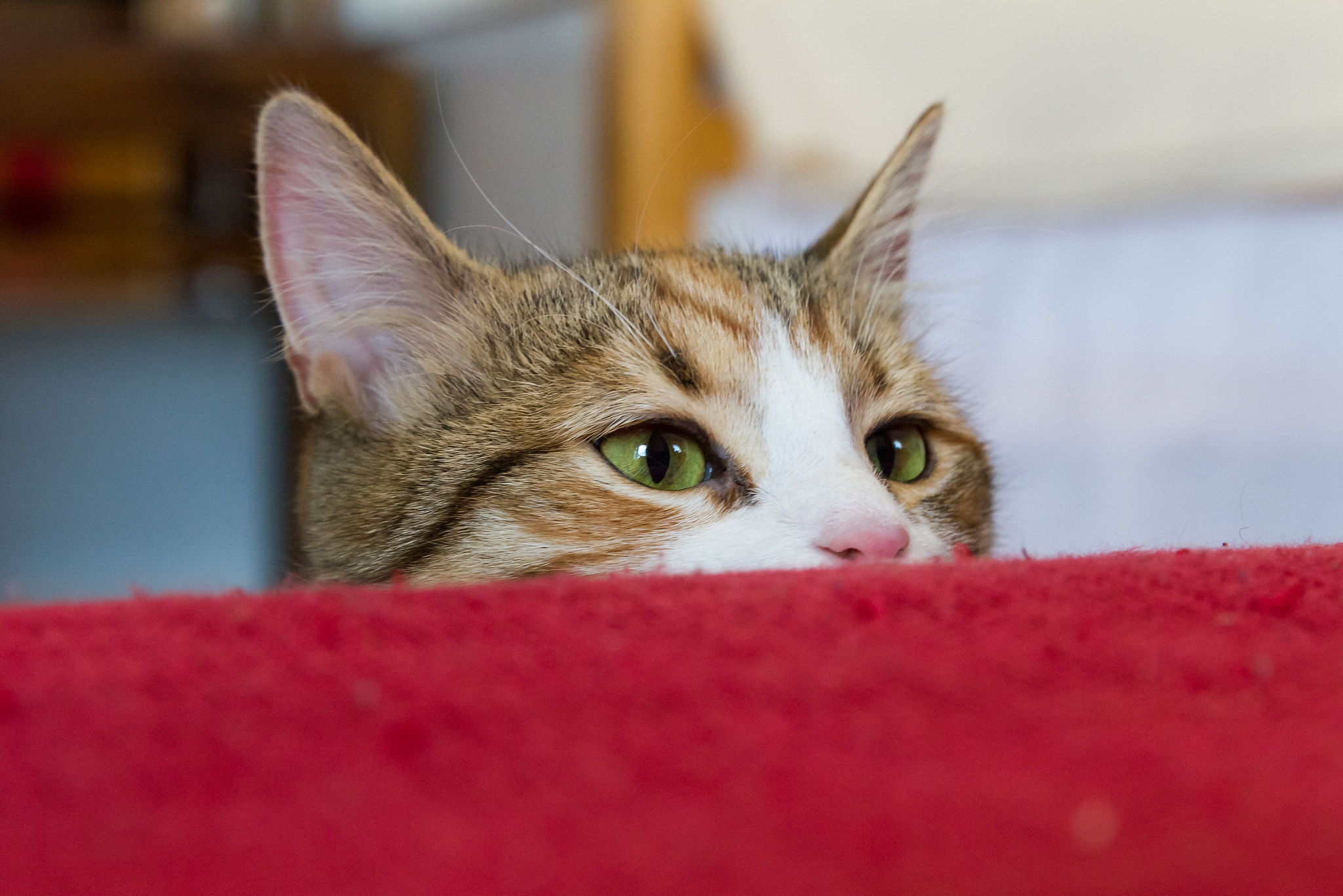 Canon EF 24-70mm F2.8L II USM sample photo. Little predator photography