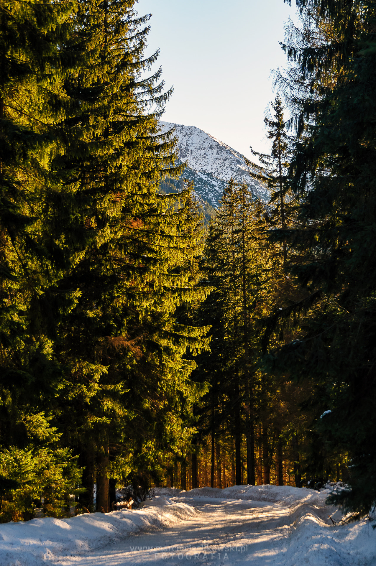 Sigma 17-50mm F2.8 EX DC OS HSM sample photo. Forest photography