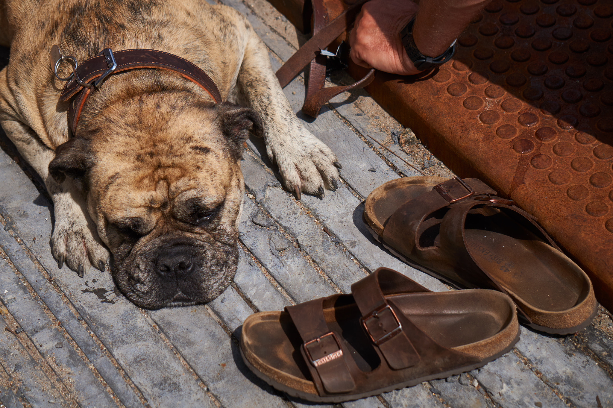 Sony Alpha a3000 sample photo. Dog photography