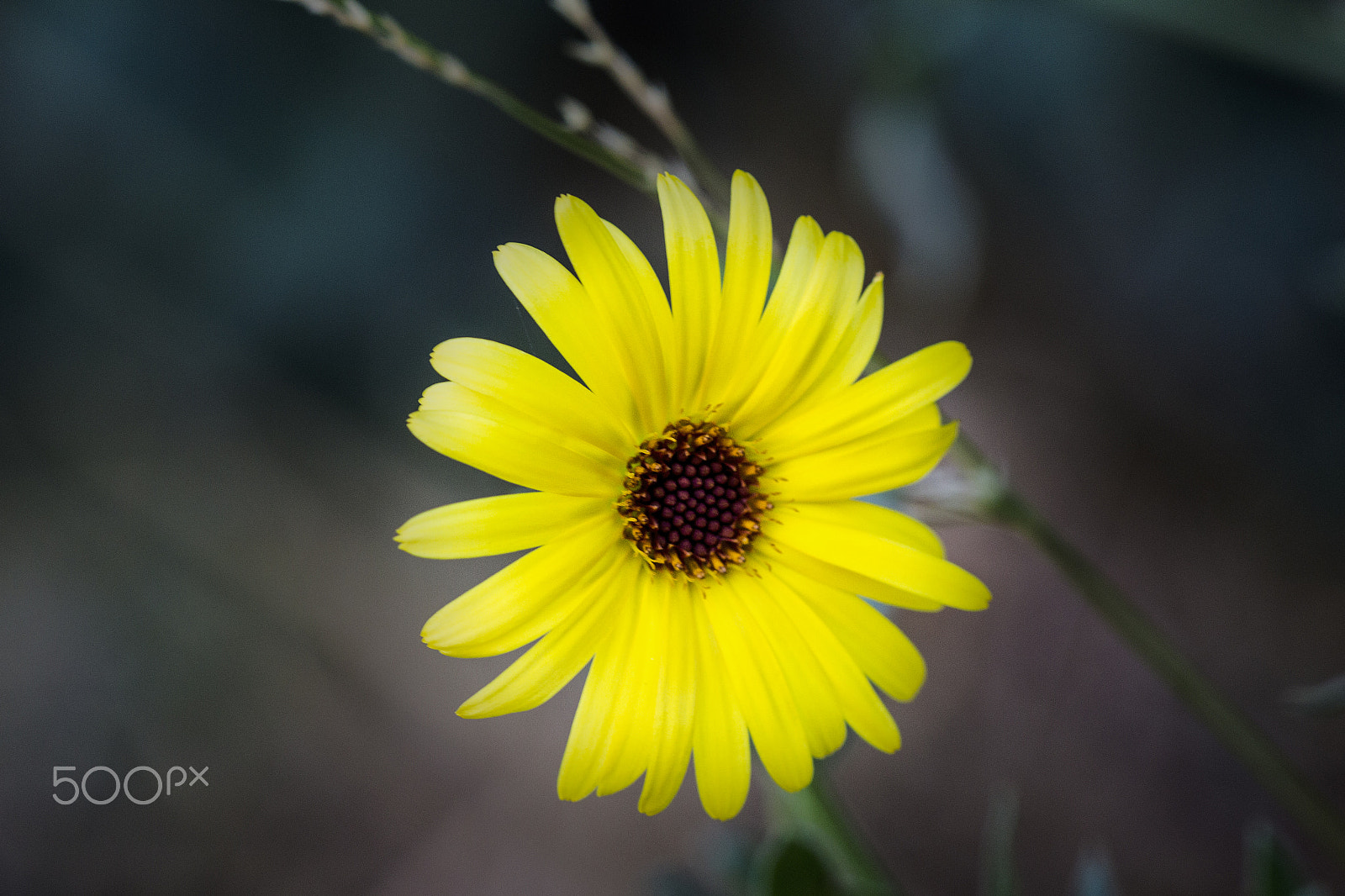 Canon EF 100mm F2.8 Macro USM sample photo. A light in the darkness photography