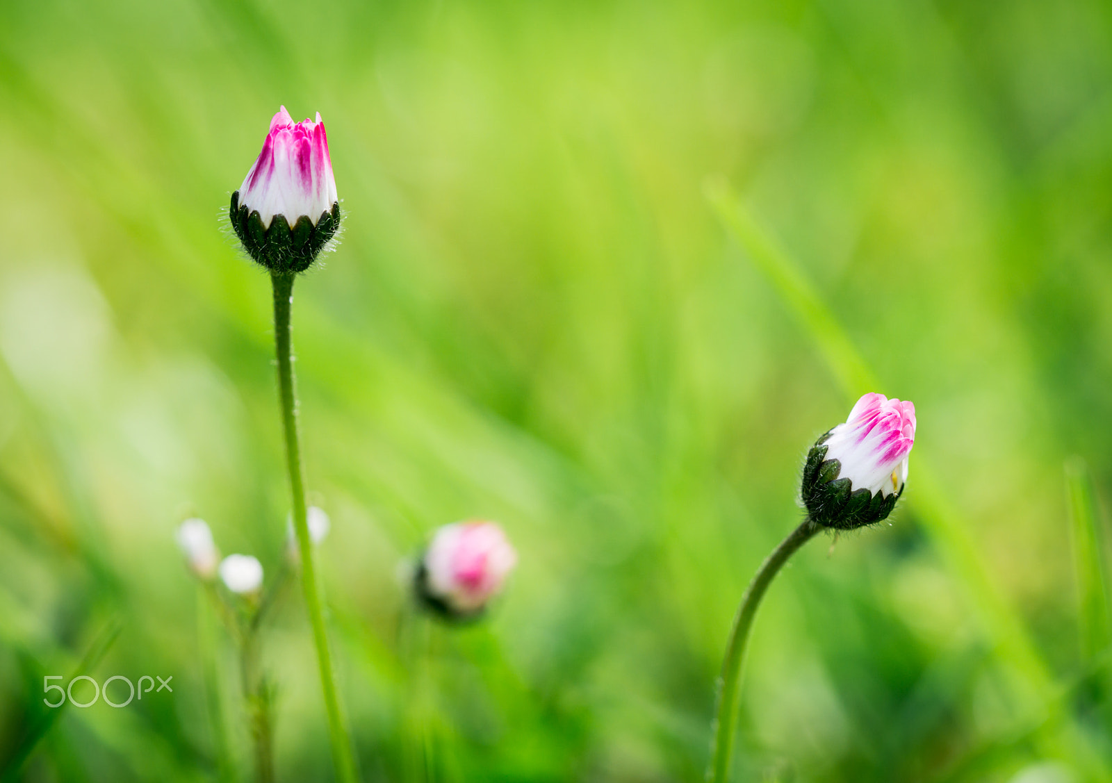 Sony a6000 + Sony FE 90mm F2.8 Macro G OSS sample photo. Daisies photography