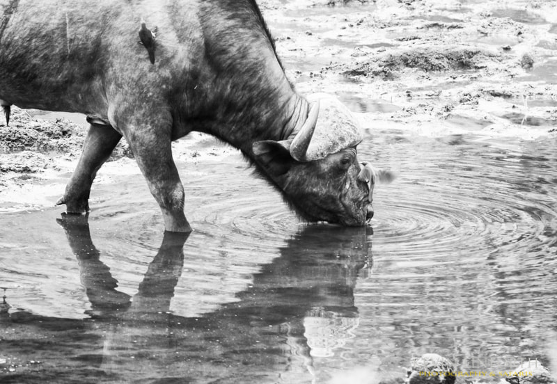 Canon EOS-1D Mark III sample photo. Buffalo bull photography