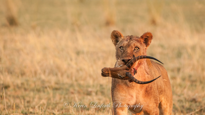 Canon EOS-1D Mark III sample photo. Lioness photography