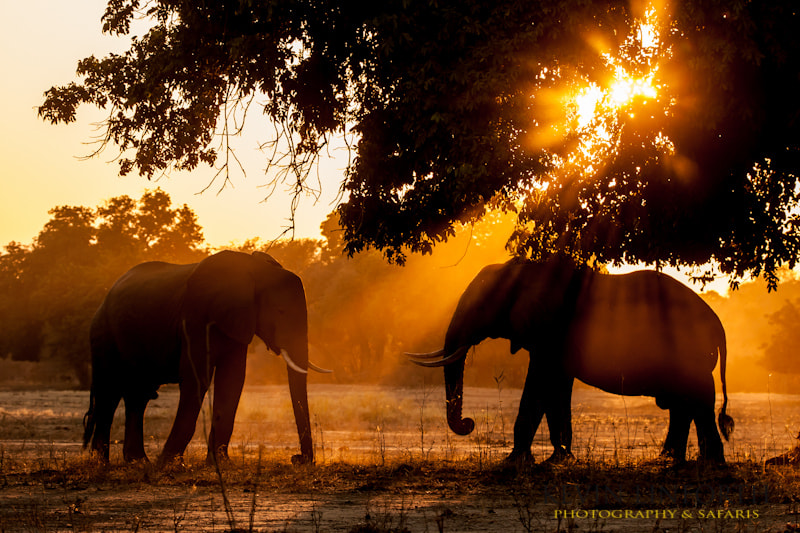 Canon EOS-1D Mark III sample photo. Sunlight elephant photography