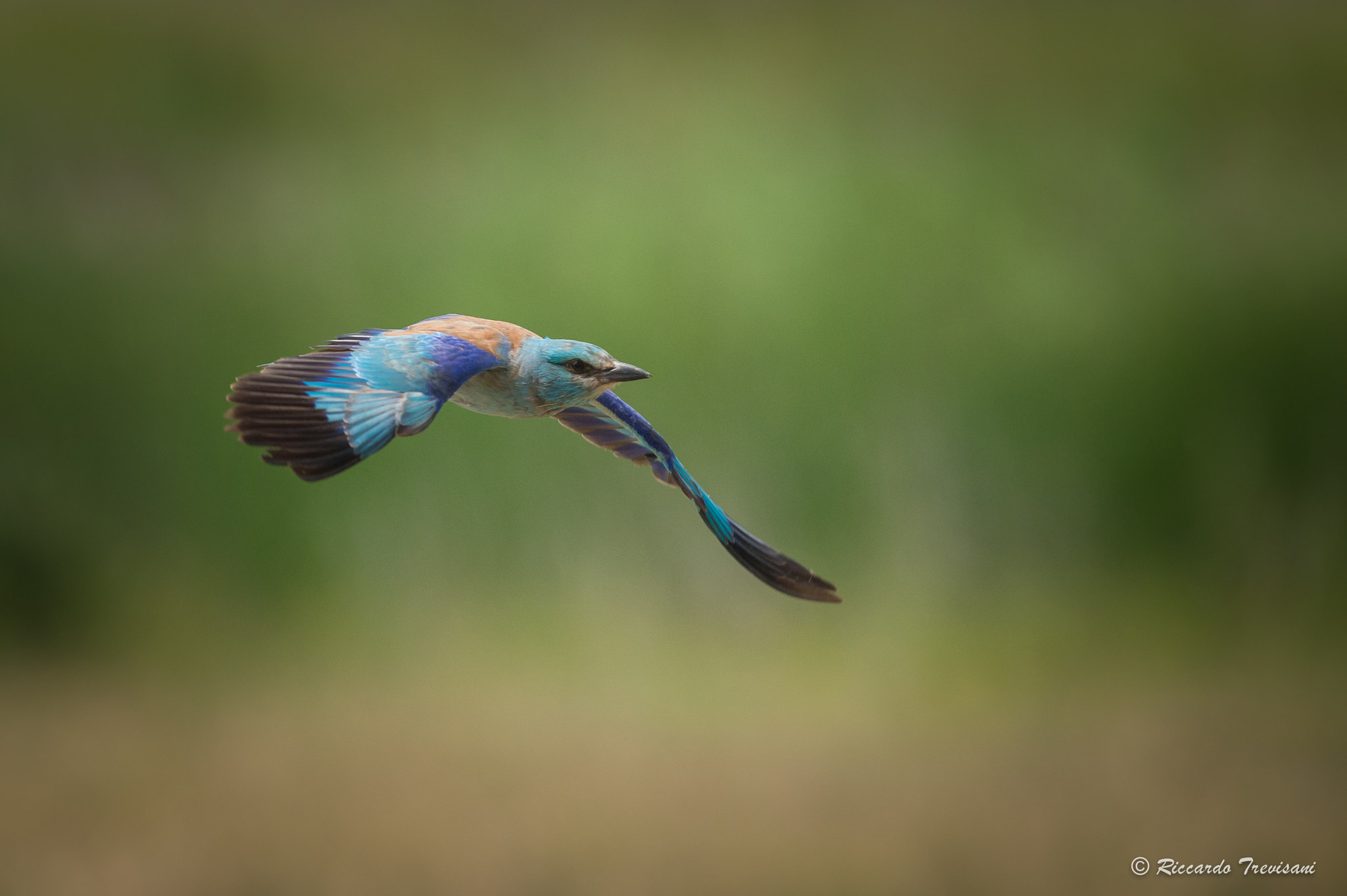 Nikon AF-S Nikkor 300mm F2.8G ED VR II sample photo. Blue fly photography