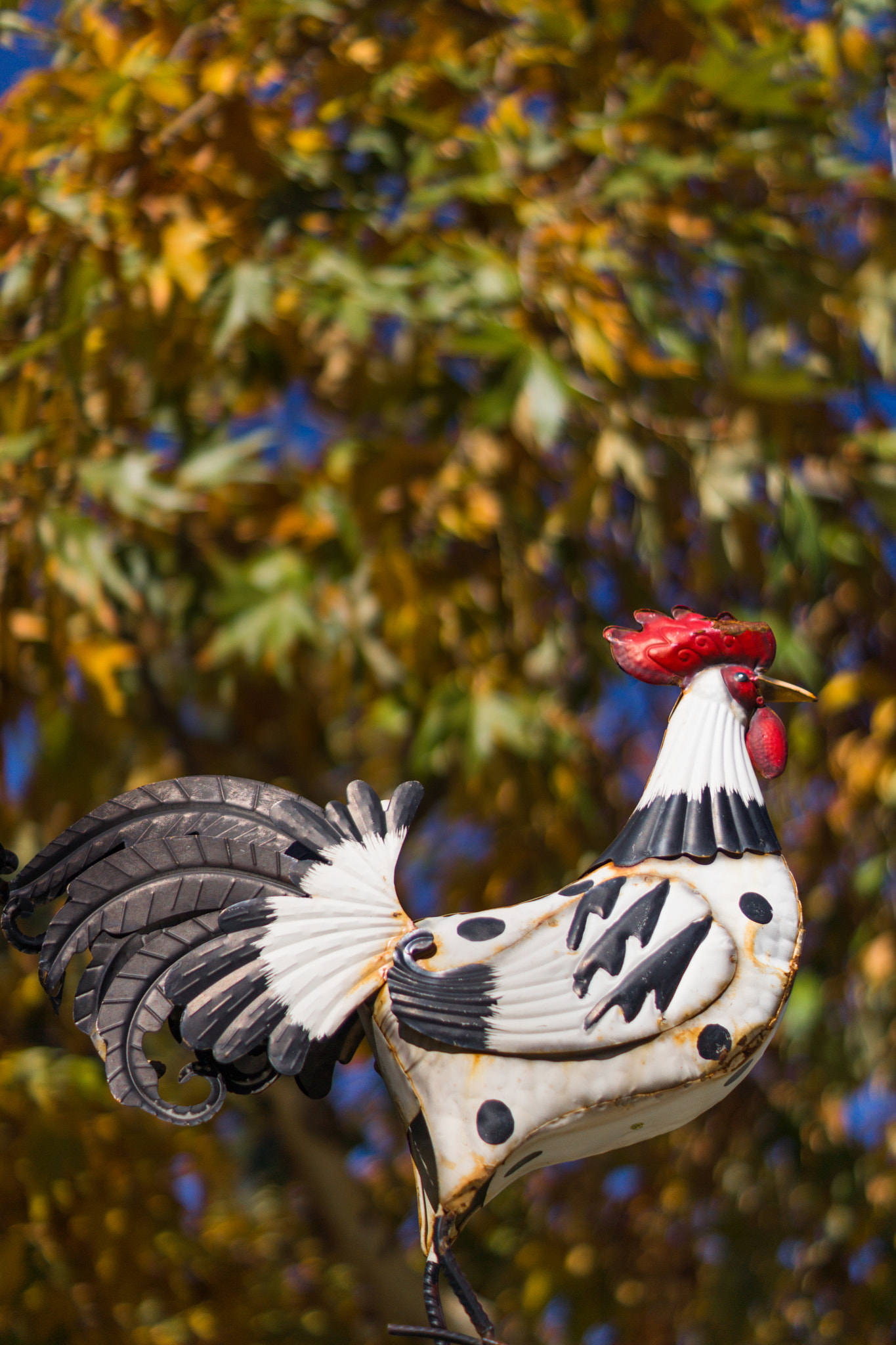 Sony SLT-A65 (SLT-A65V) sample photo. Proud rooster photography