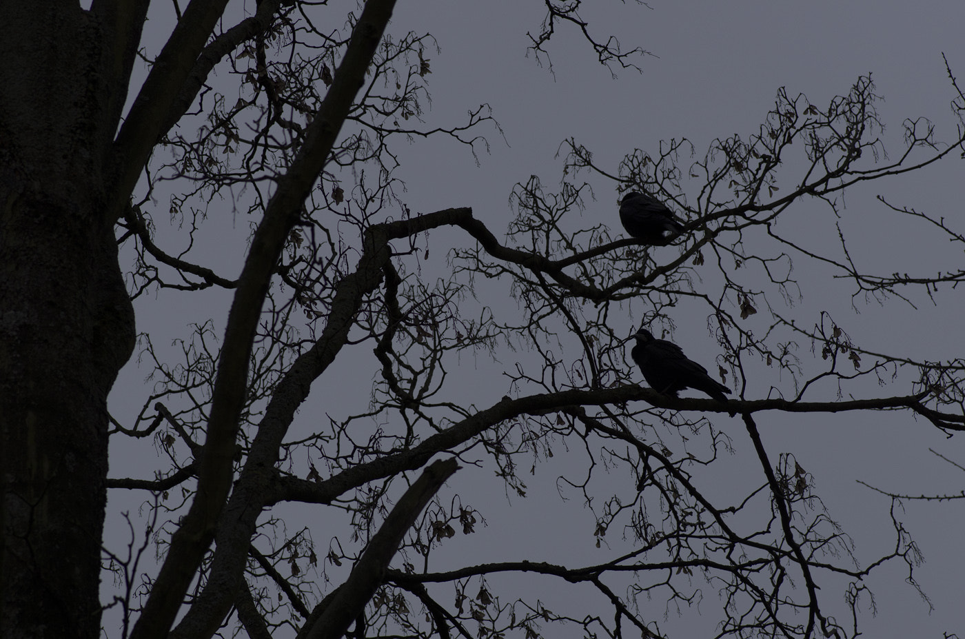 Pentax smc D-FA 100mm F2.8 Macro WR sample photo. Birds photography