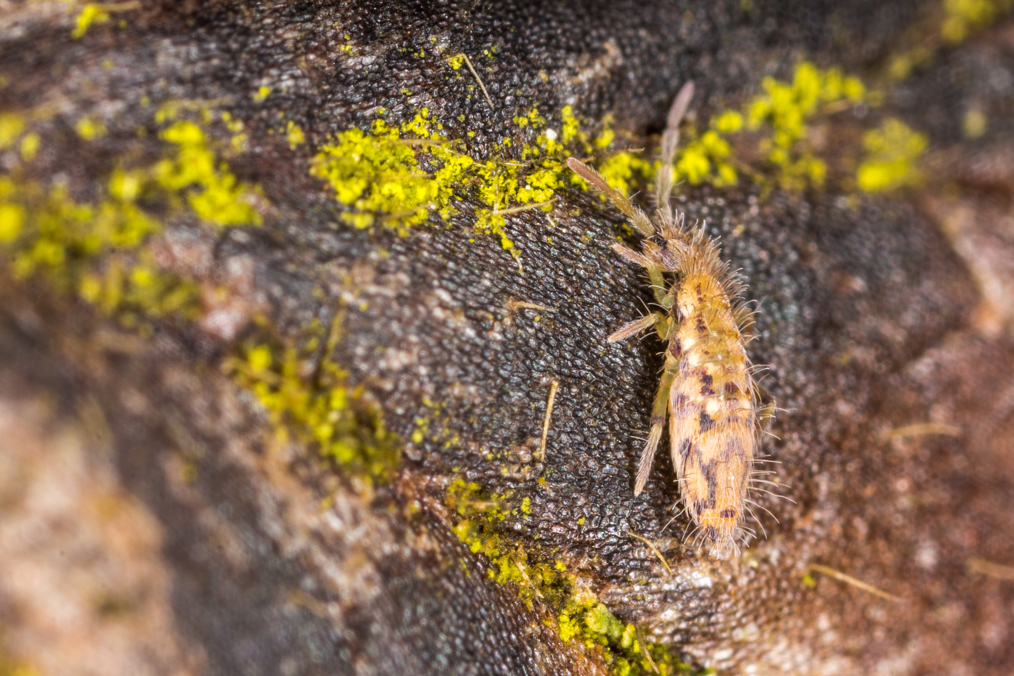 Canon MP-E 65mm F2.5 1-5x Macro Photo sample photo. Hairy springtail photography