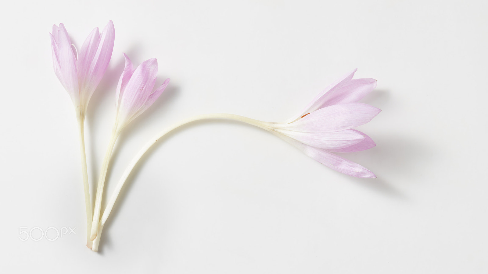Canon EOS 5DS R + Canon EF 24-70mm F2.8L USM sample photo. Autumn crocus flowers isolated photography