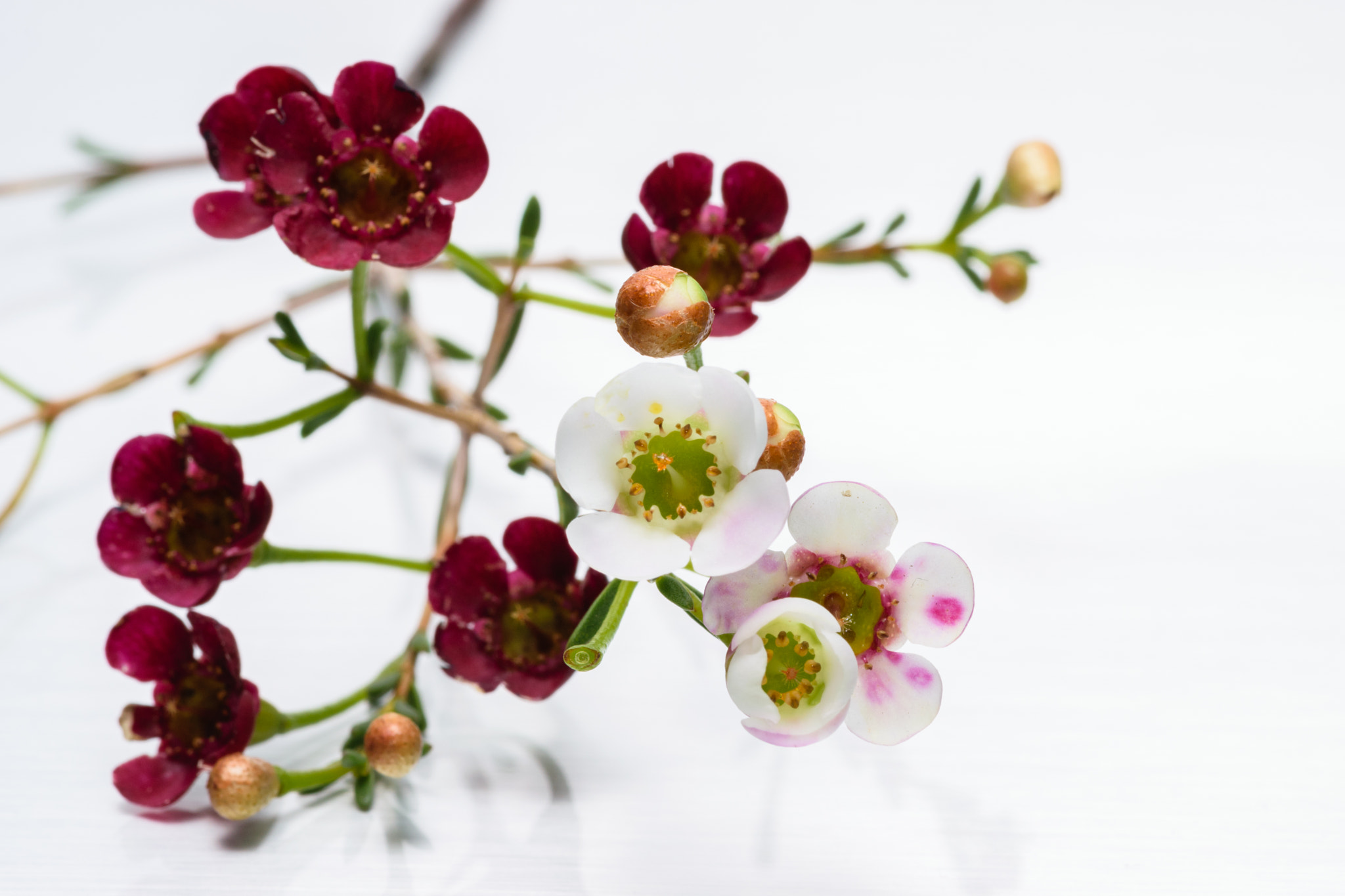 Tokina AT-X Pro 100mm F2.8 Macro sample photo. Small and beautiful photography