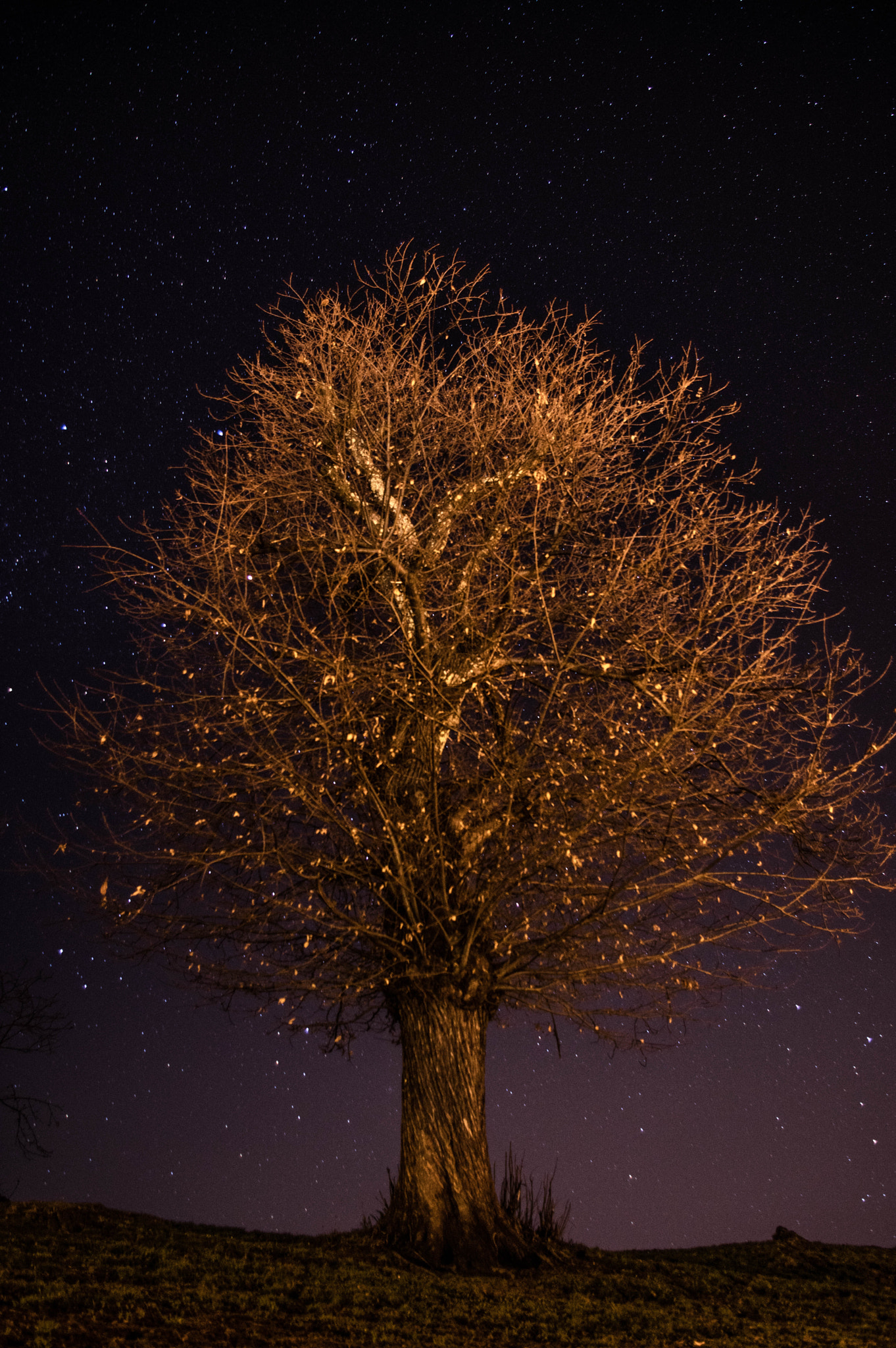 Pentax K-3 sample photo. Castagno notturno in valgerola photography
