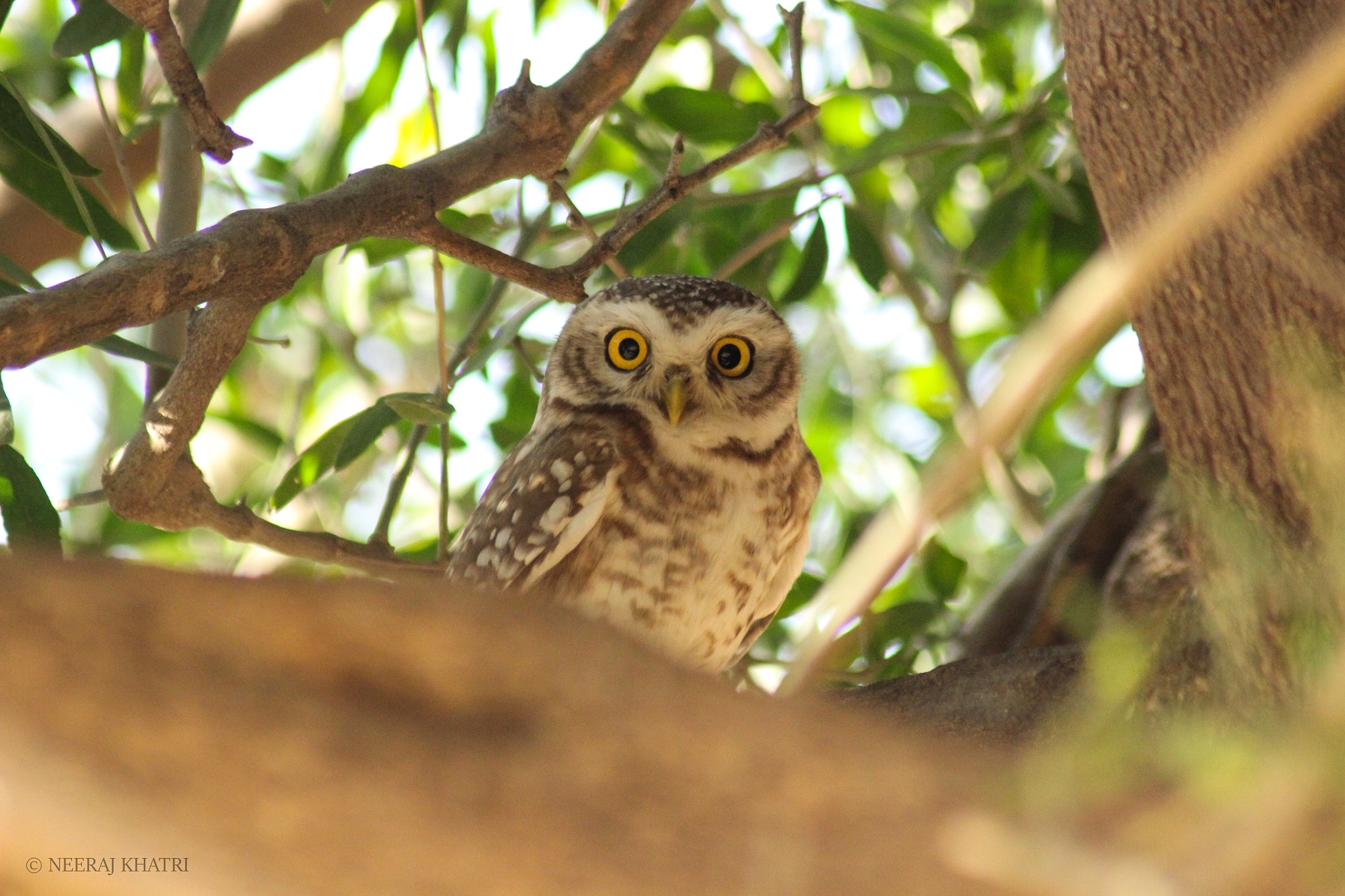 Canon EOS 600D (Rebel EOS T3i / EOS Kiss X5) + Tamron AF 70-300mm F4-5.6 Di LD Macro sample photo. Spotted owlet. photography
