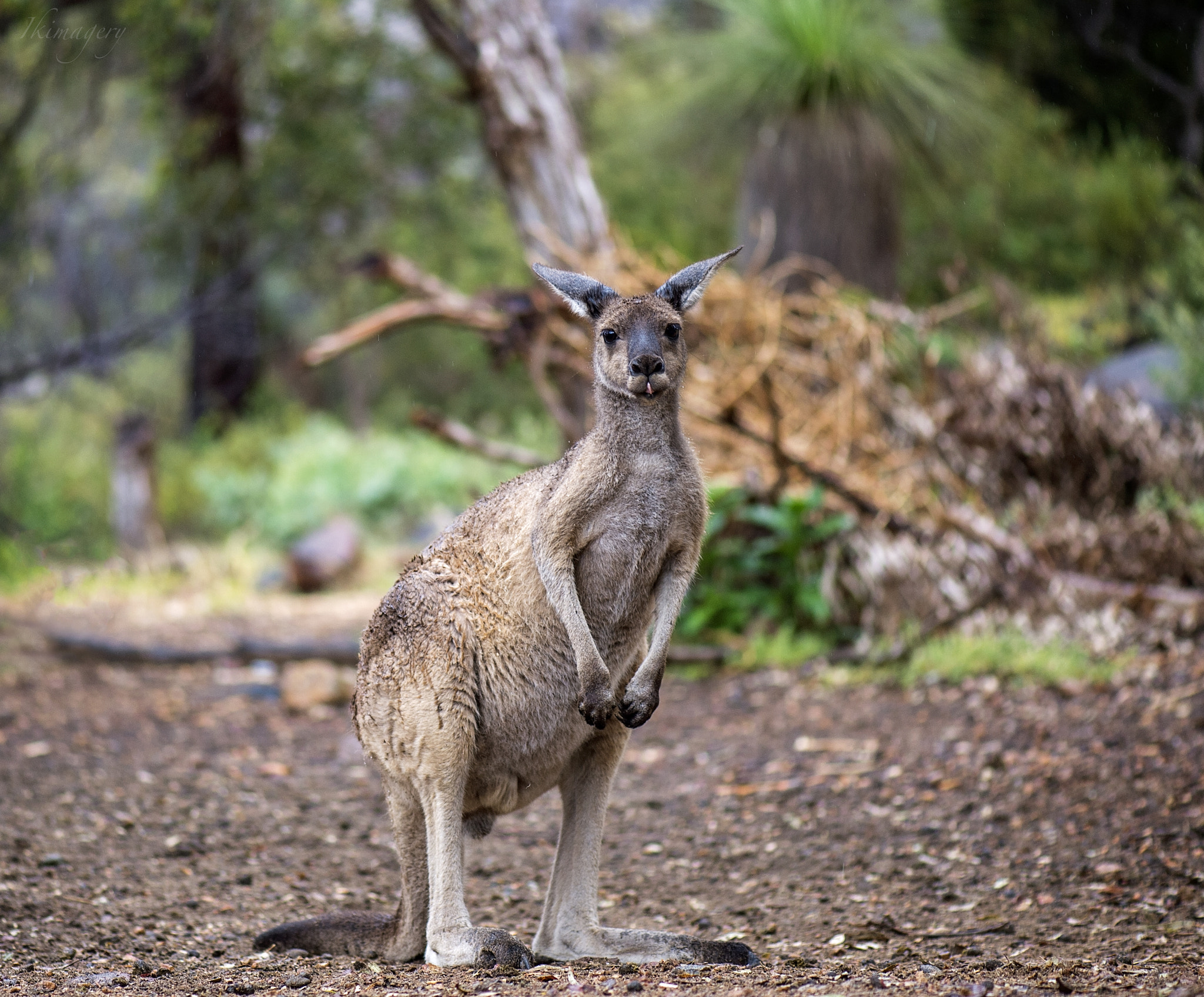 Nikon AF-S Micro-Nikkor 105mm F2.8G IF-ED VR sample photo. Into the country roo 2 photography