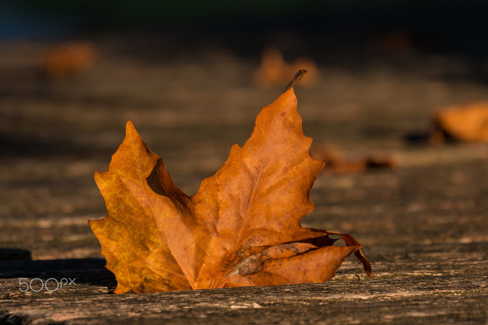 Canon EOS 70D + Canon EF 70-300mm F4-5.6L IS USM sample photo. Autum leaf photography
