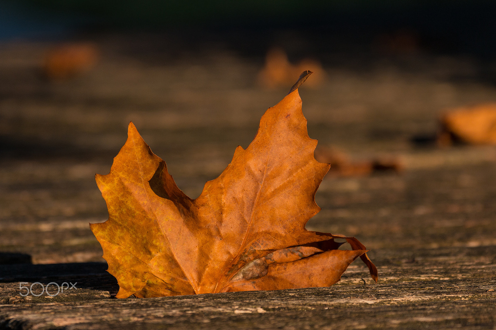 Canon EF 70-300mm F4-5.6L IS USM sample photo. Autum leaf photography