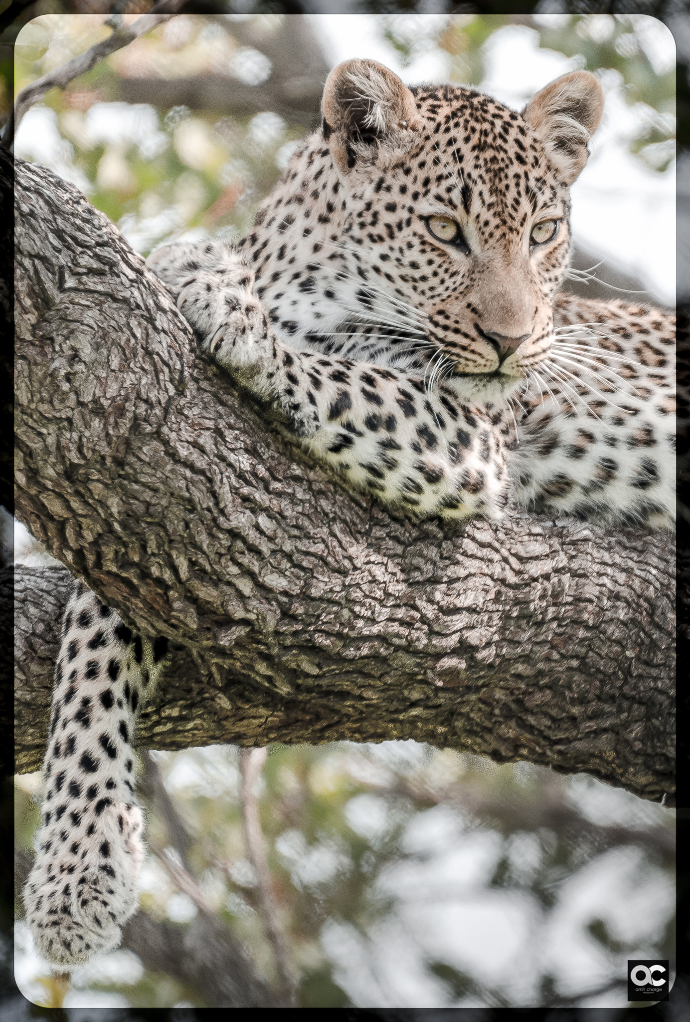 Nikon AF-S Nikkor 200-500mm F5.6E ED VR sample photo. Live like a king photography