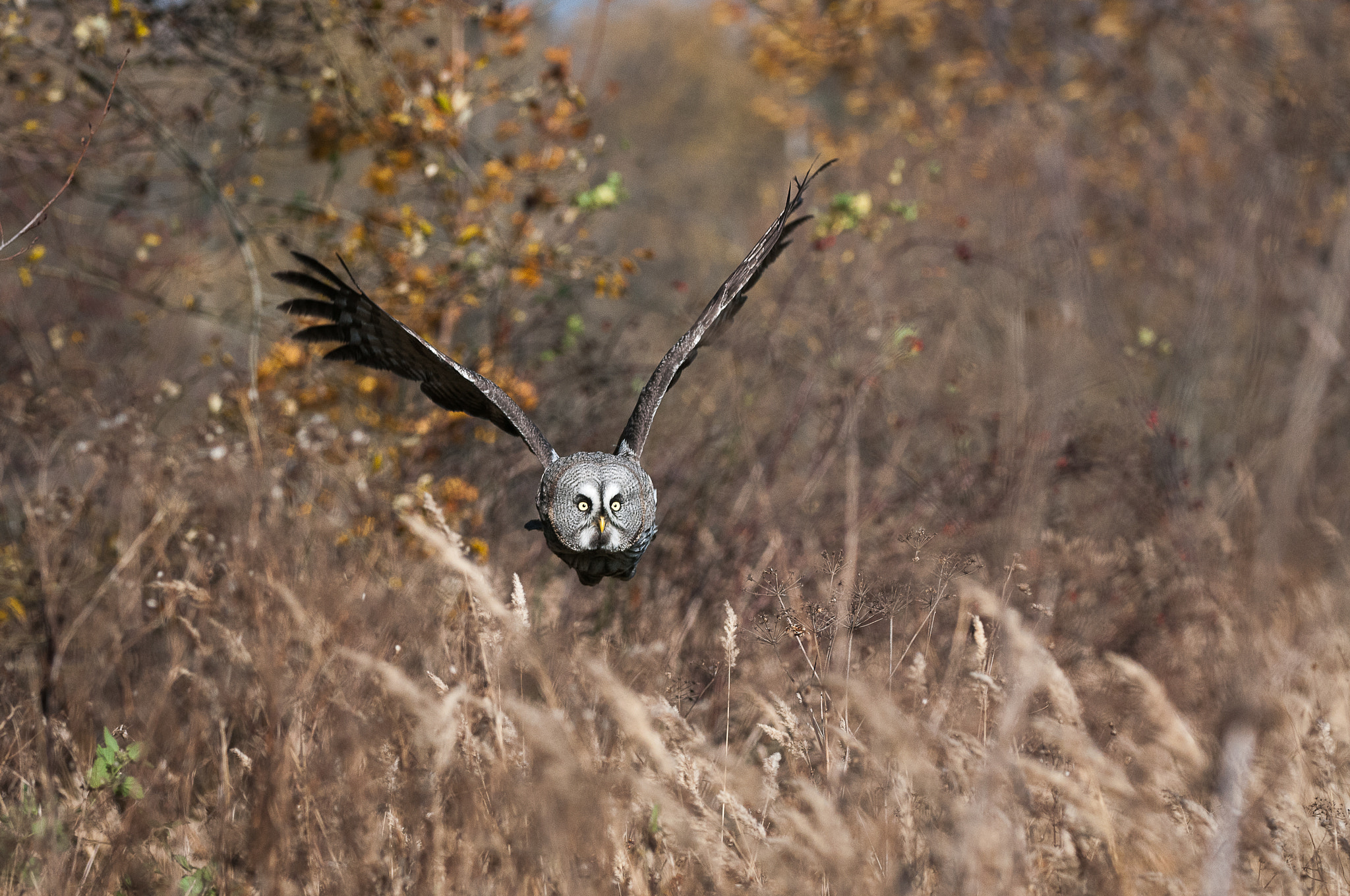 Nikon D300S sample photo. Great gray owl (strix nebulosa)/in falconari photography