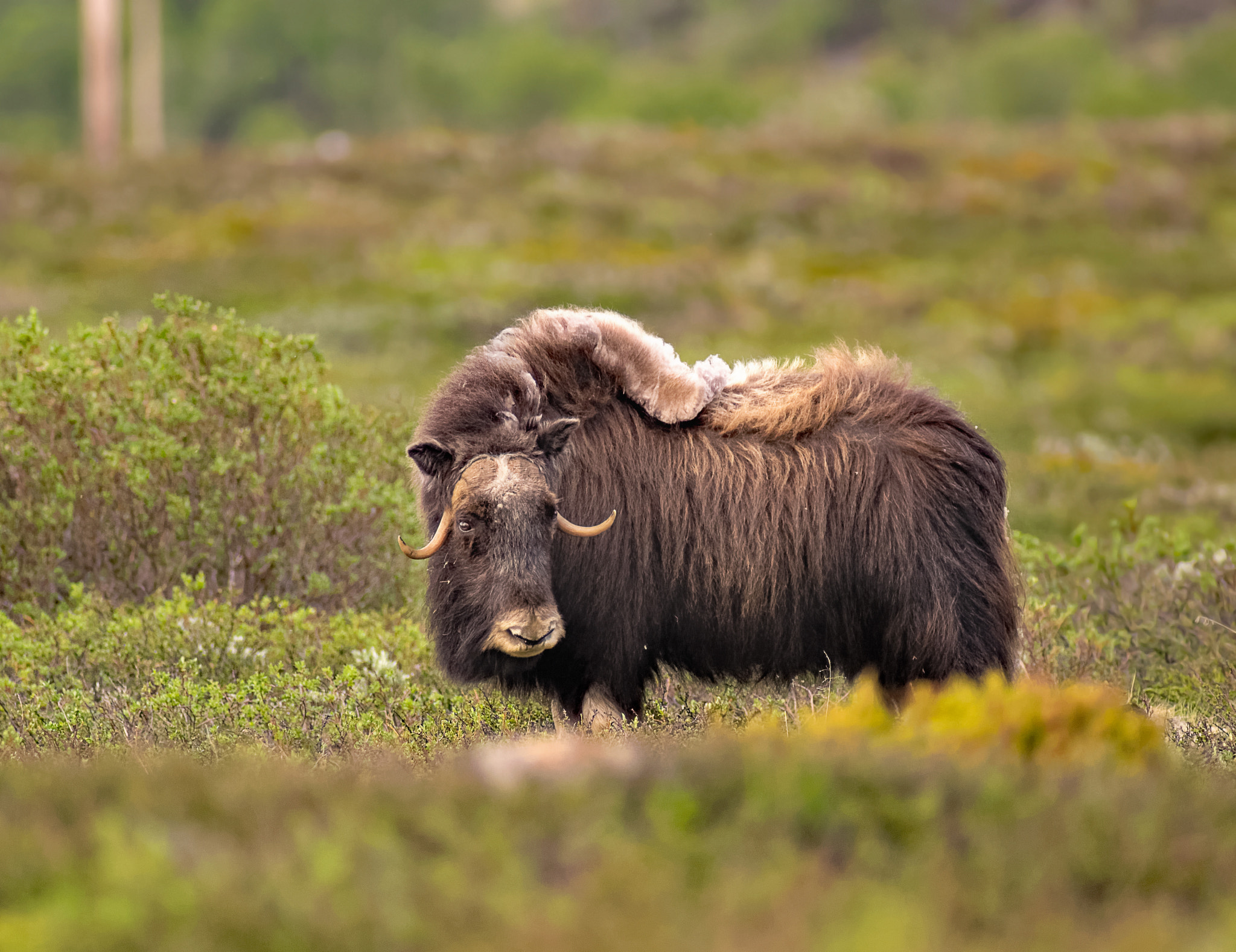 Pentax HD DA 560mm F5.6 ED AW sample photo. Musk ox photography