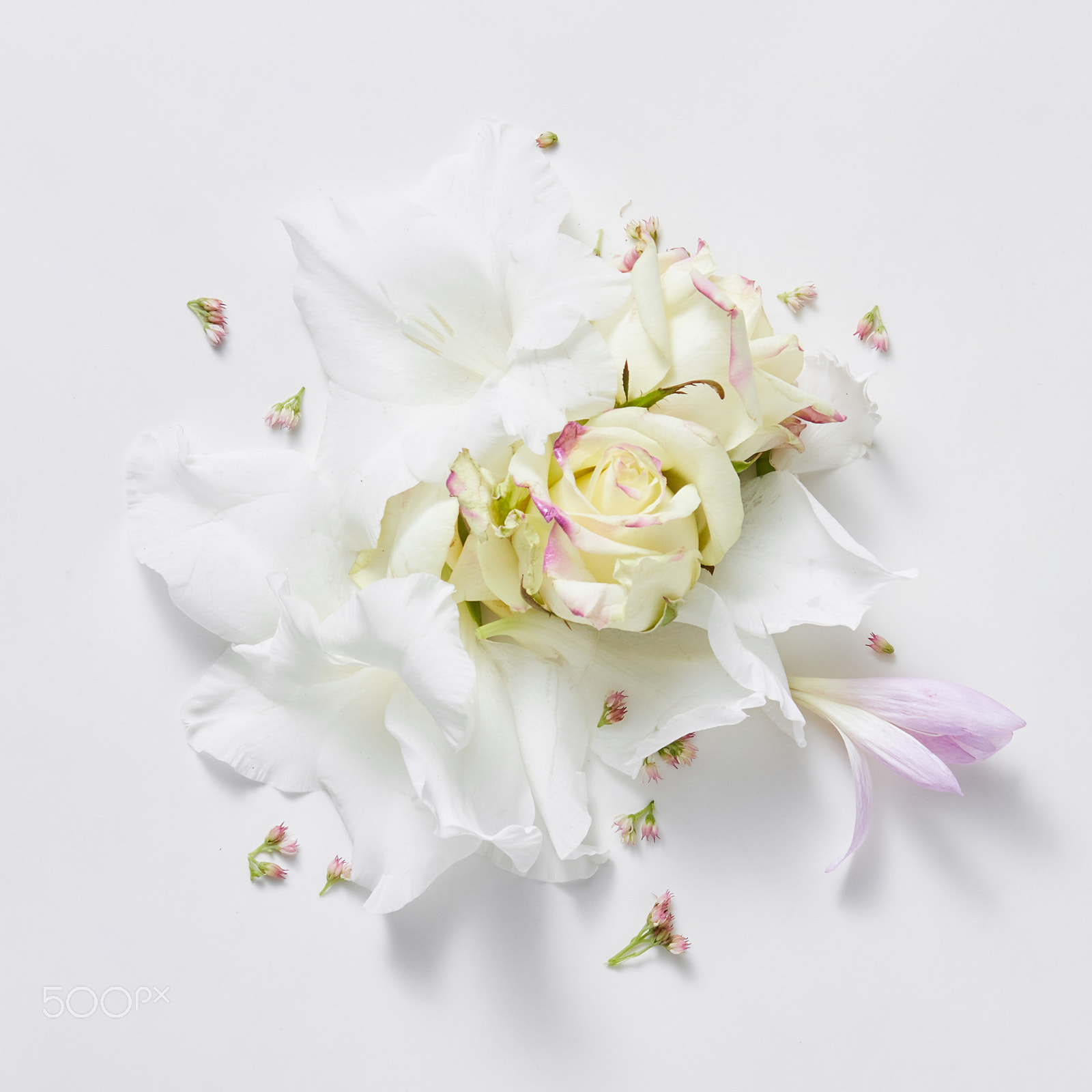Canon EOS 5DS R sample photo. White background from flowers photography
