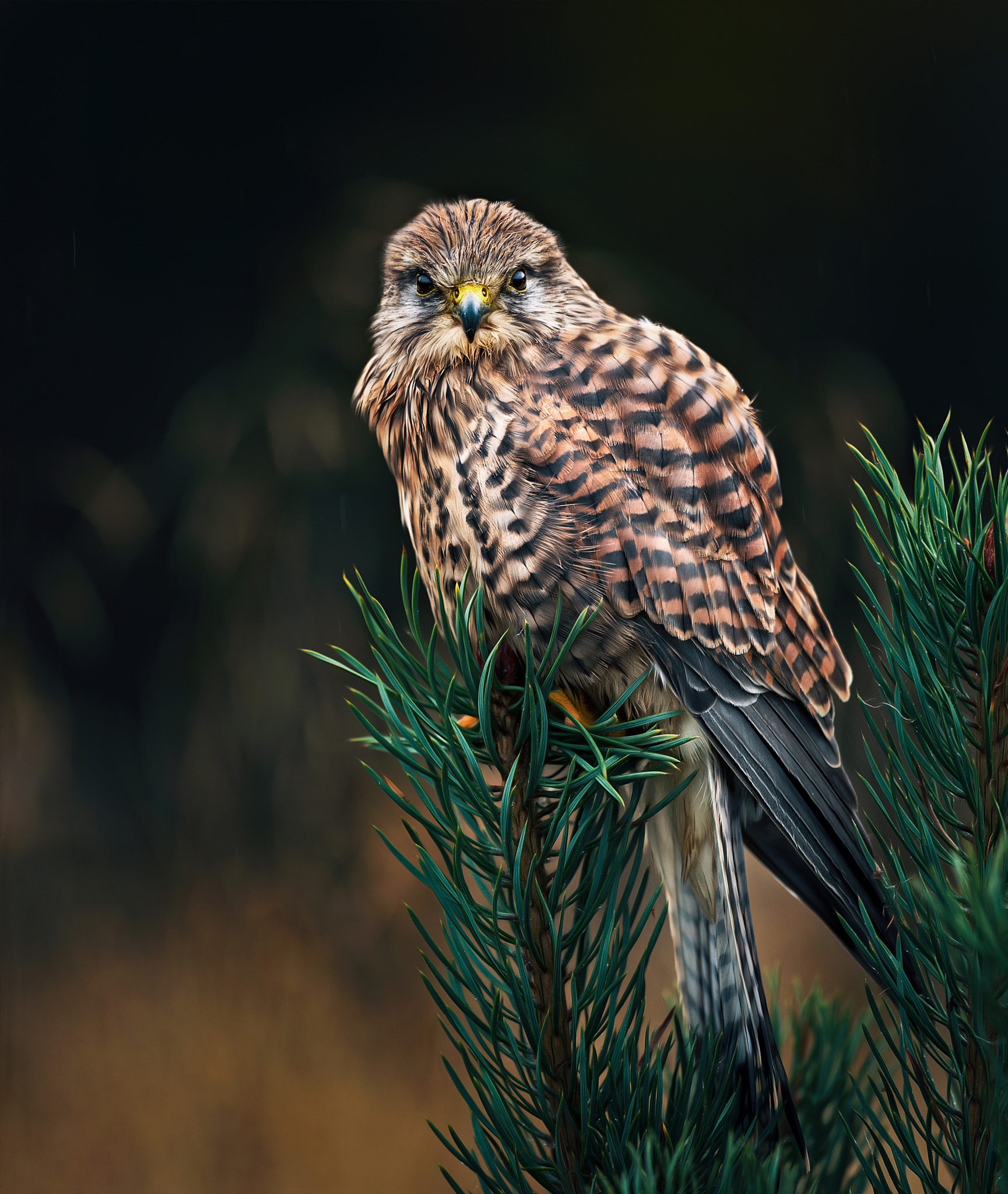 Canon EOS-1D X + Canon EF 500mm F4L IS USM sample photo. Resting.... photography
