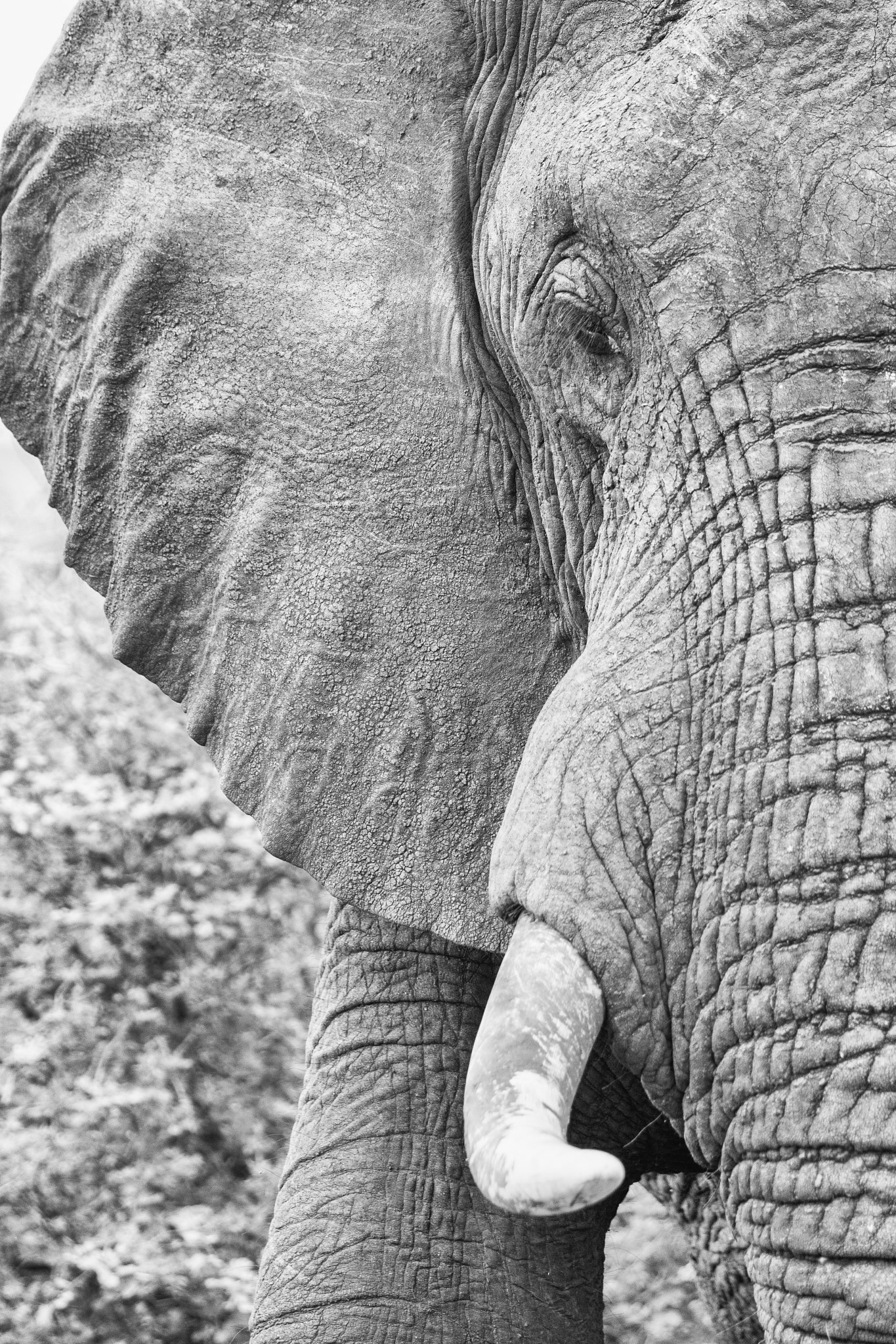 Sony 70-400mm F4-5.6 G SSM II sample photo. Elephant in close up photography