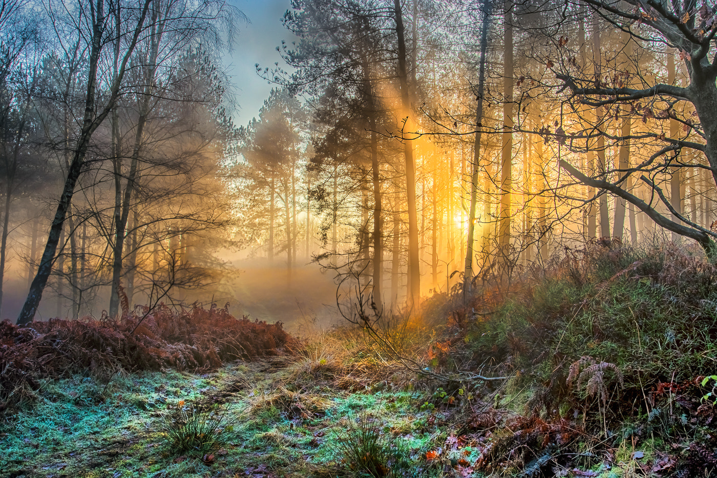 Canon EF 17-40mm F4L USM sample photo. Misty winter sunrise cannock chase photography
