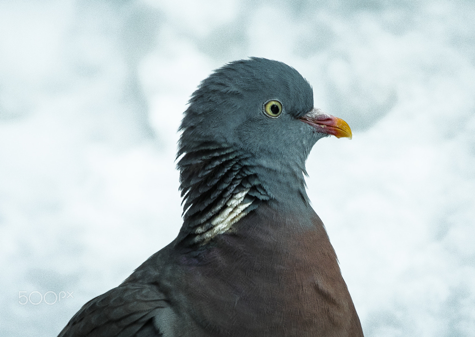 Canon EF 70-300mm F4-5.6L IS USM sample photo. Ringed pigeon photography