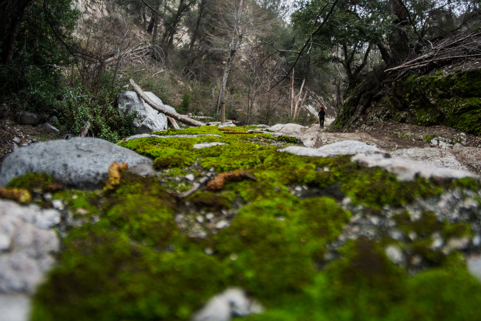 Samyang 8mm F3.5 Aspherical IF MC Fisheye sample photo. Switzer falls photography