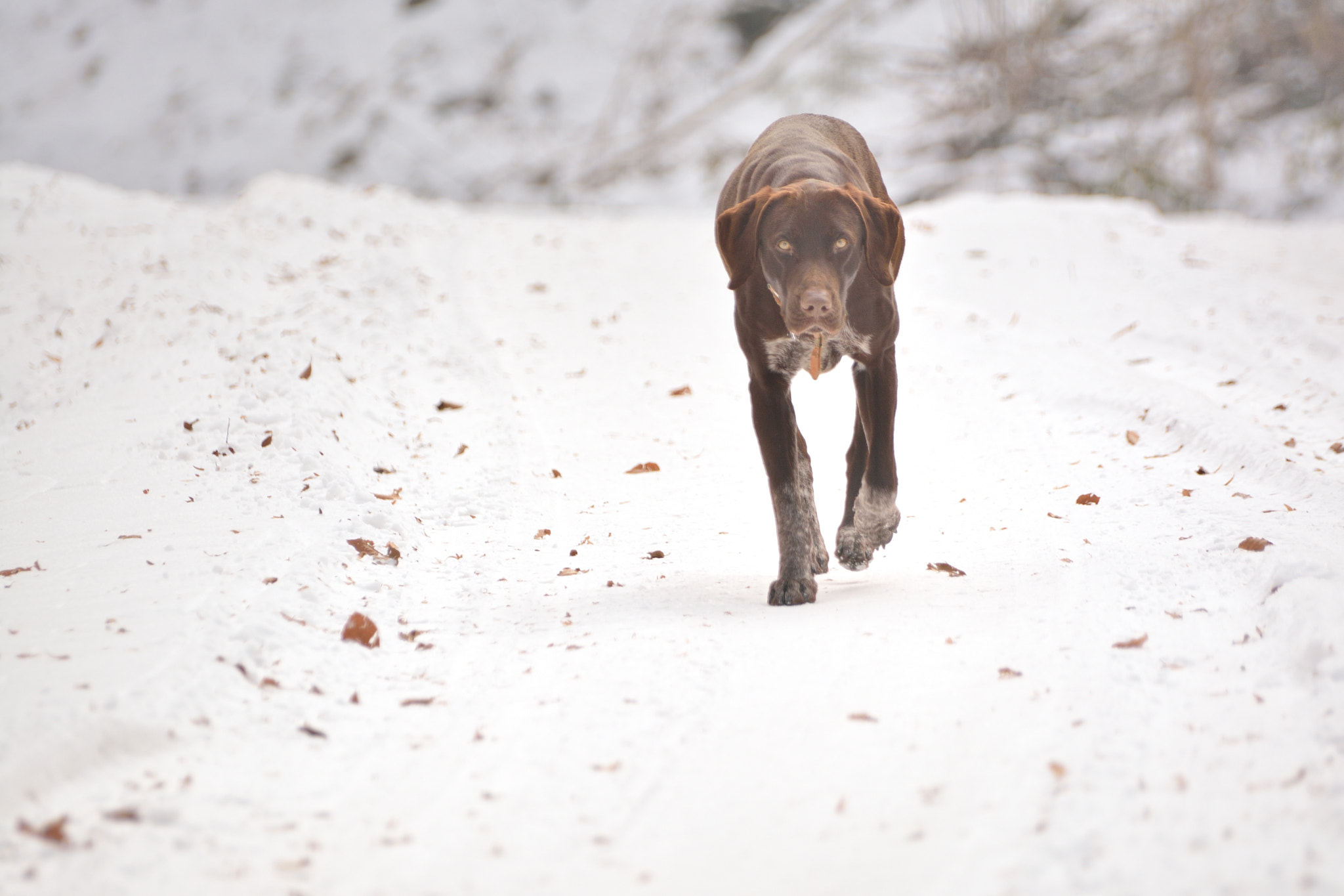 Sigma 70-300mm F4-5.6 APO DG Macro sample photo. Hunting dog lurking prey photography