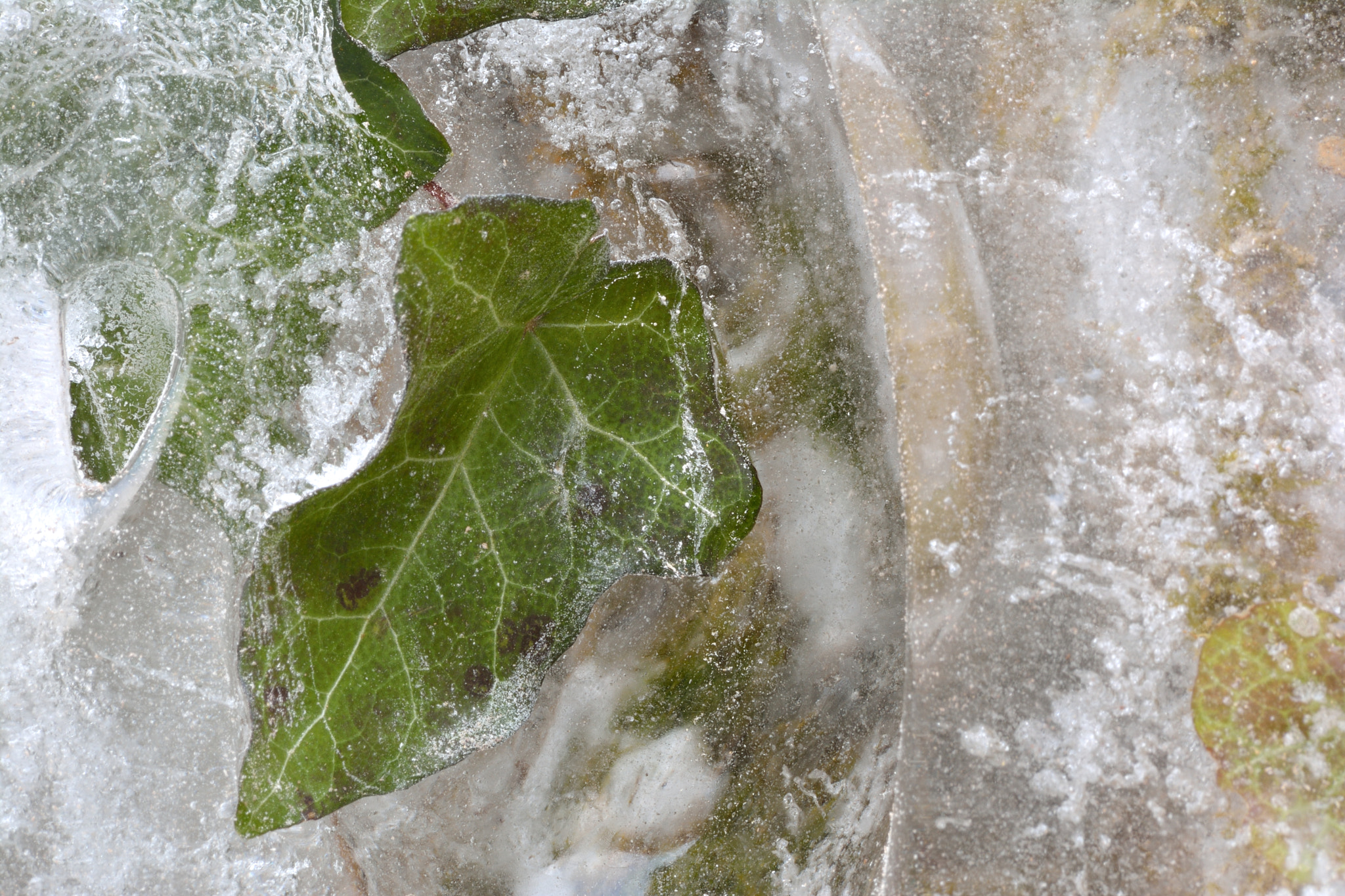 Sigma 70-300mm F4-5.6 APO DG Macro sample photo. Leafs covered with ice photography