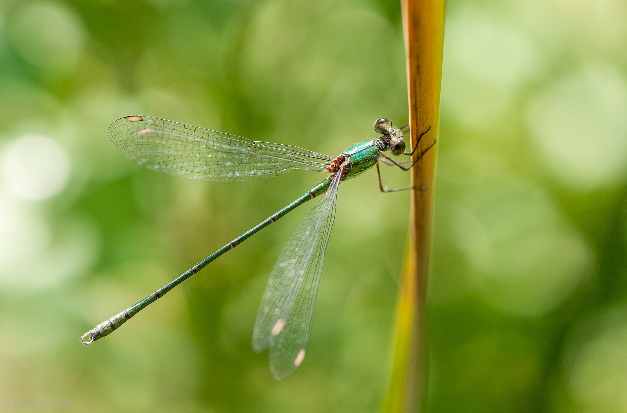 Nikon AF-S Micro-Nikkor 105mm F2.8G IF-ED VR sample photo. Green emerald damselfly photography
