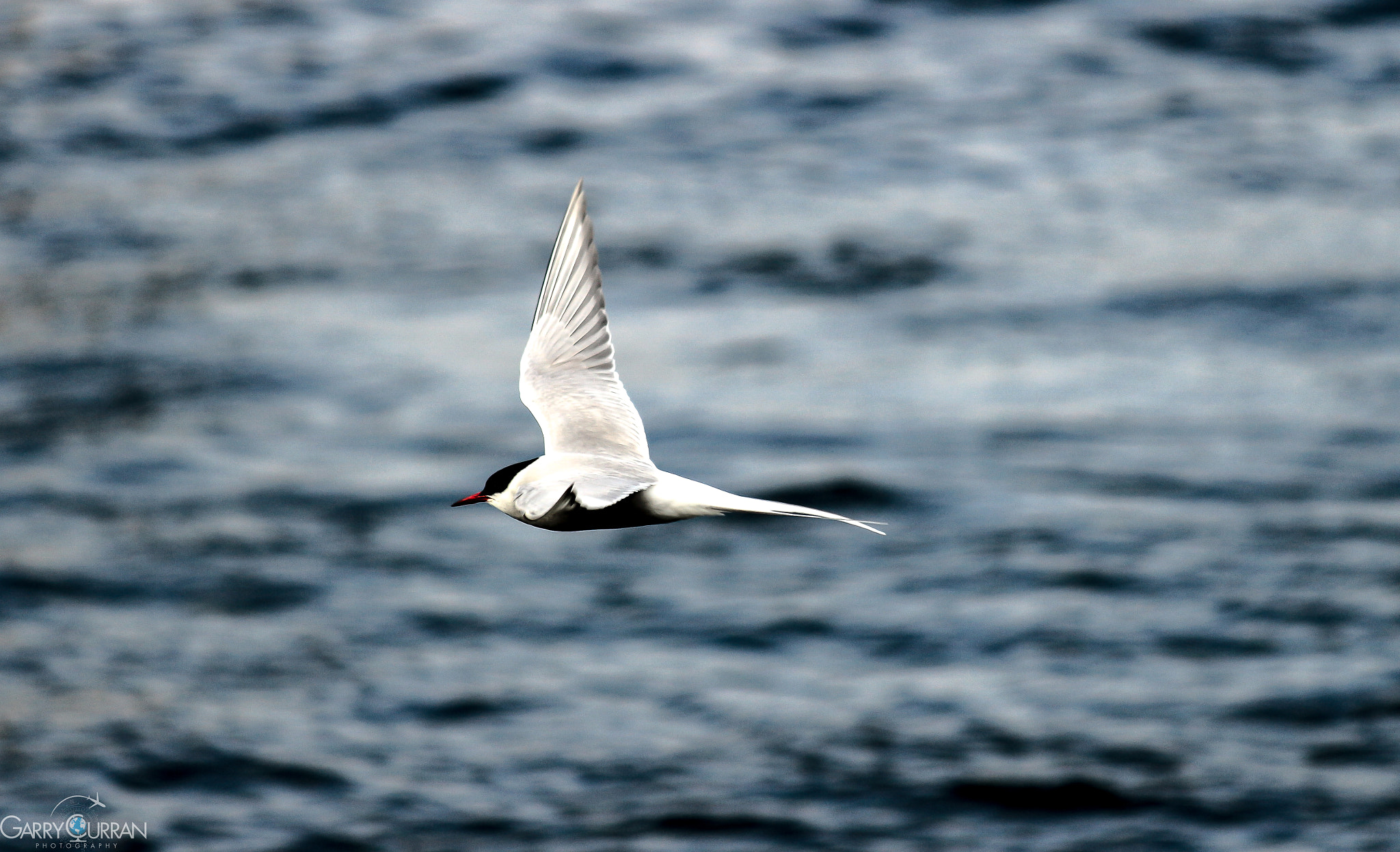 Canon EOS 700D (EOS Rebel T5i / EOS Kiss X7i) sample photo. Arctic tern flying low over reykjavik harbour. photography