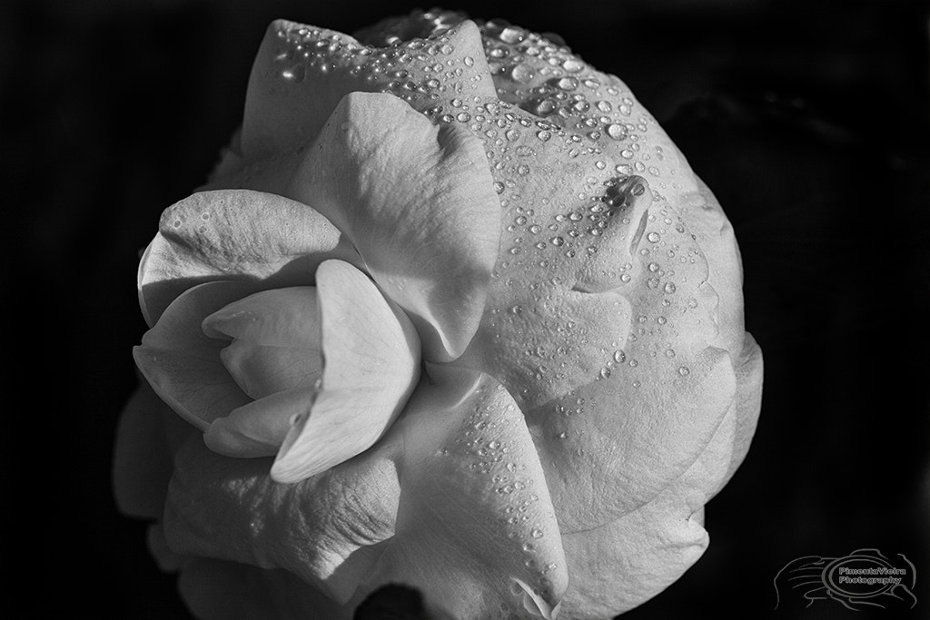 Canon EF 180mm F3.5L Macro USM sample photo. Mg photography