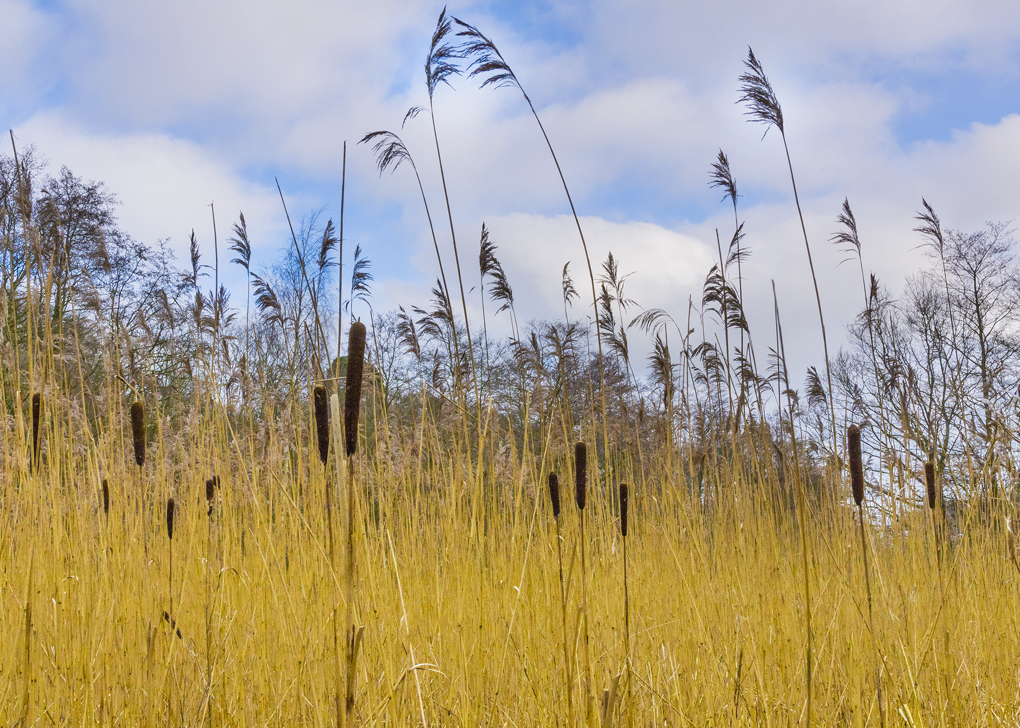 Nikon AF-S Nikkor 14-24mm F2.8G ED sample photo. Bulrushes photography