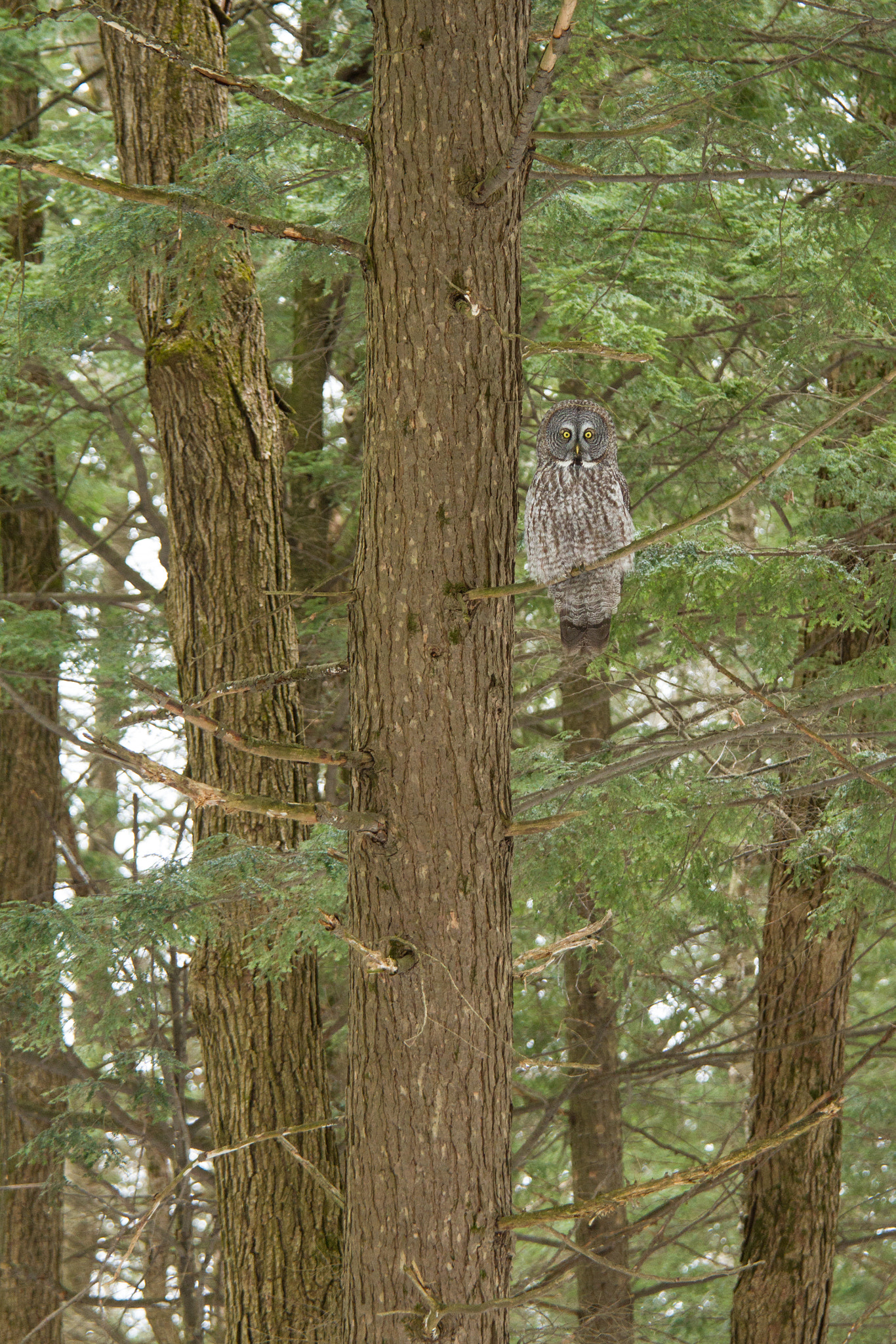 Canon EF 70-200mm F4L IS USM sample photo. Great gray owl in towering hemlock photography