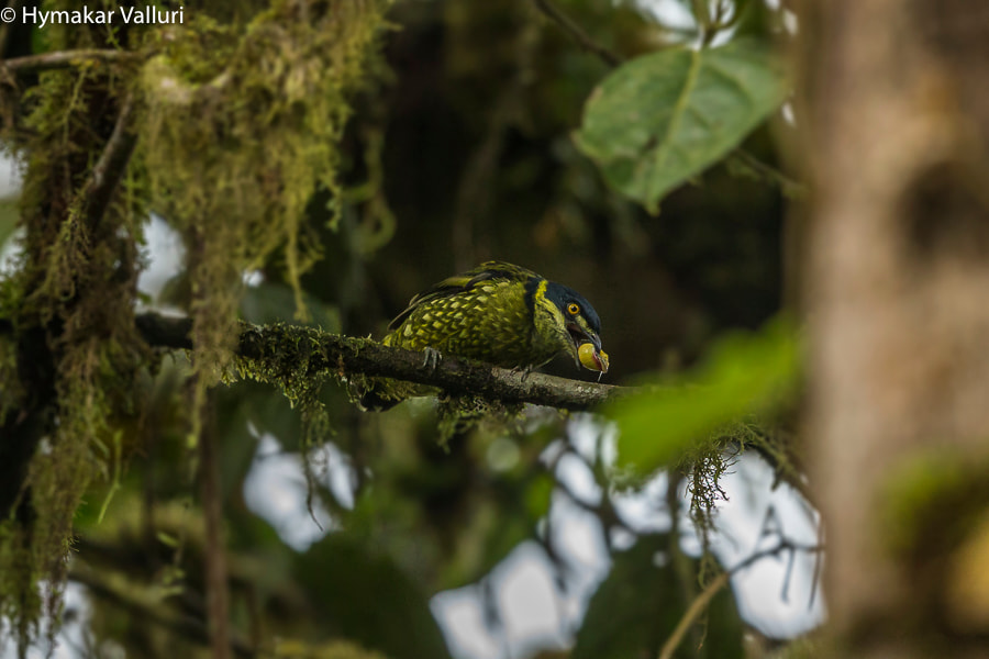 Canon EF 500mm F4L IS II USM sample photo. Scaled fruit eater photography