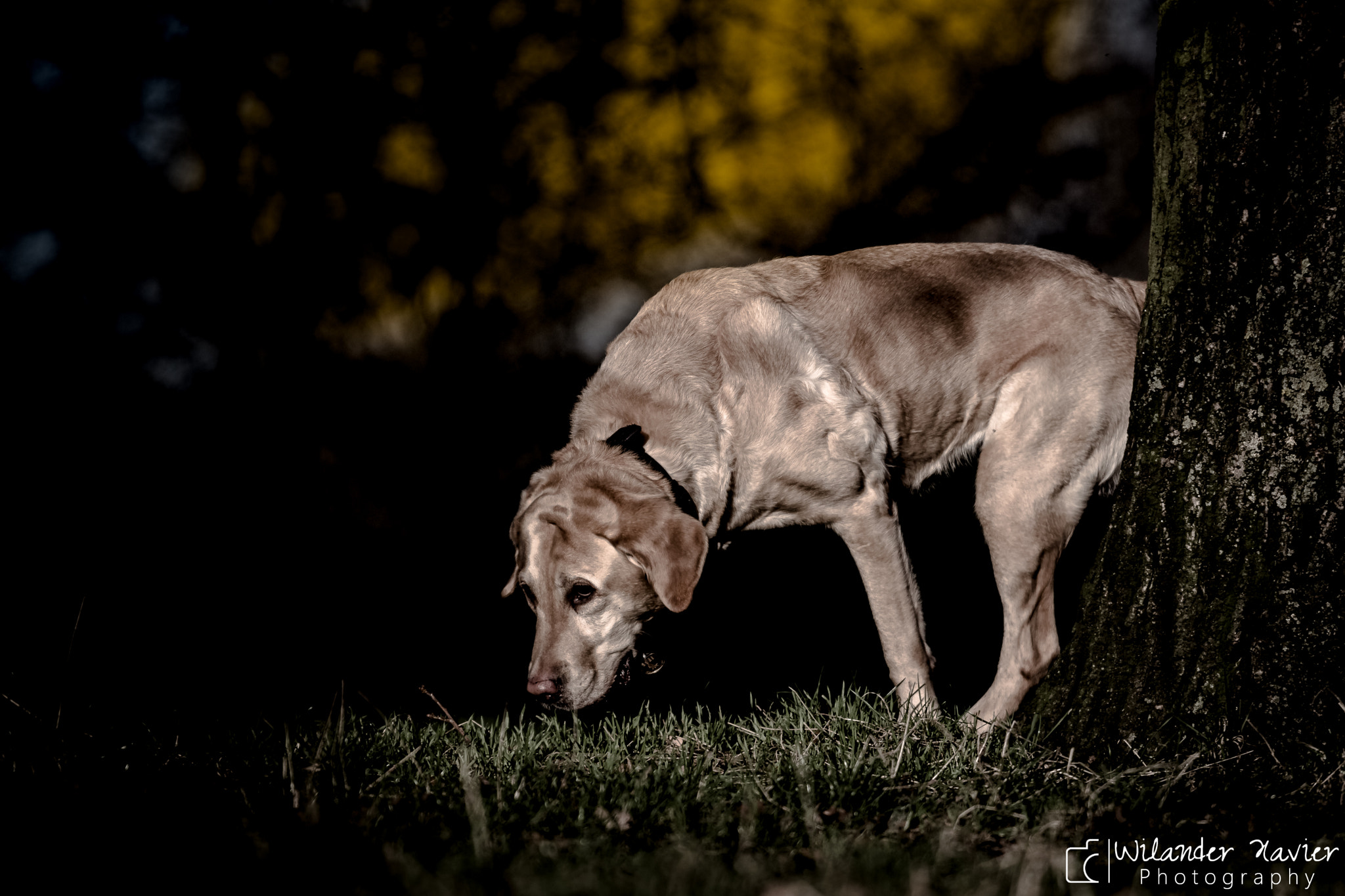 Canon EOS 650D (EOS Rebel T4i / EOS Kiss X6i) + Canon EF 70-200mm F4L USM sample photo. Mans best friend photography
