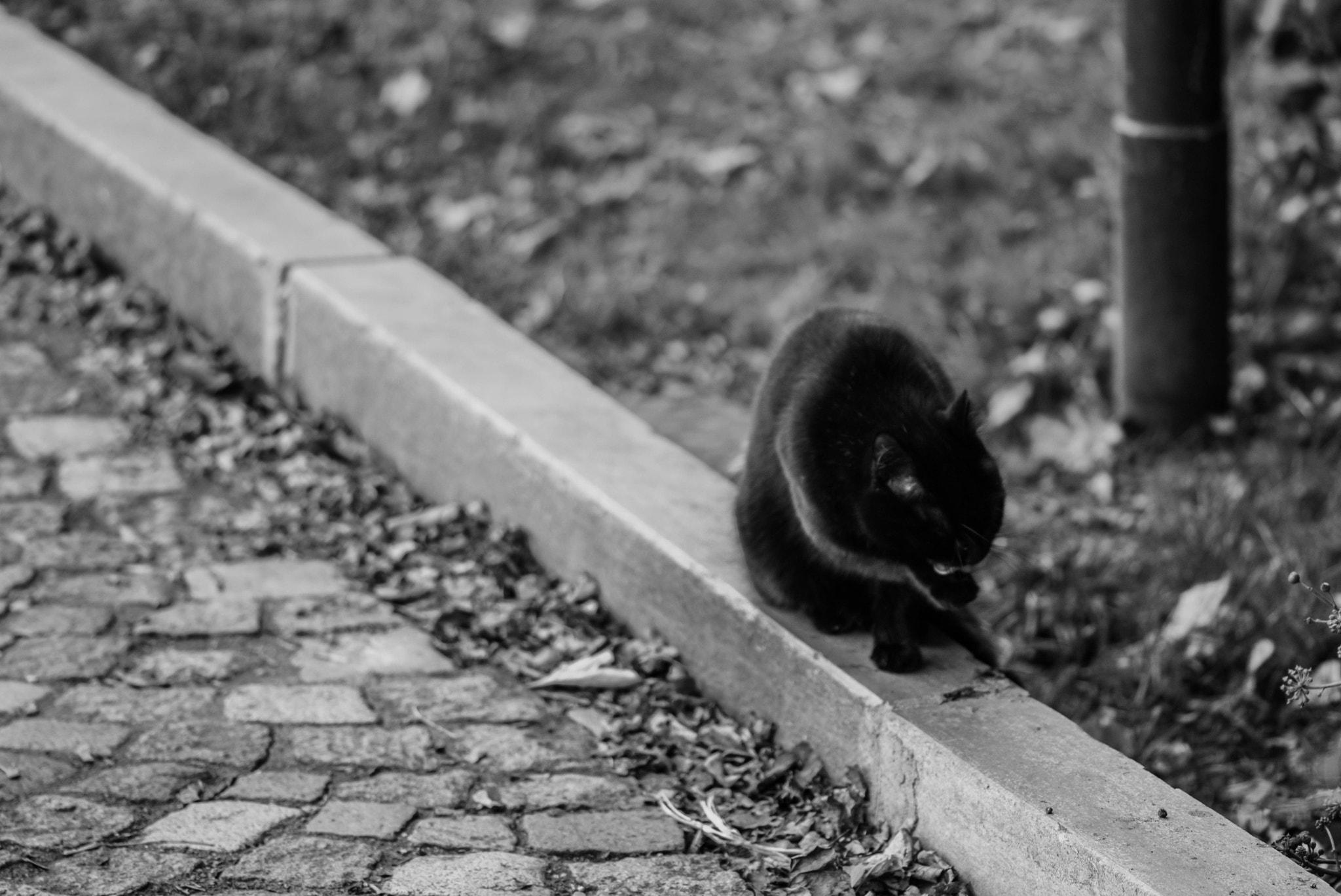 Sigma 105mm F2.8 EX DG OS HSM sample photo. Morning routine photography